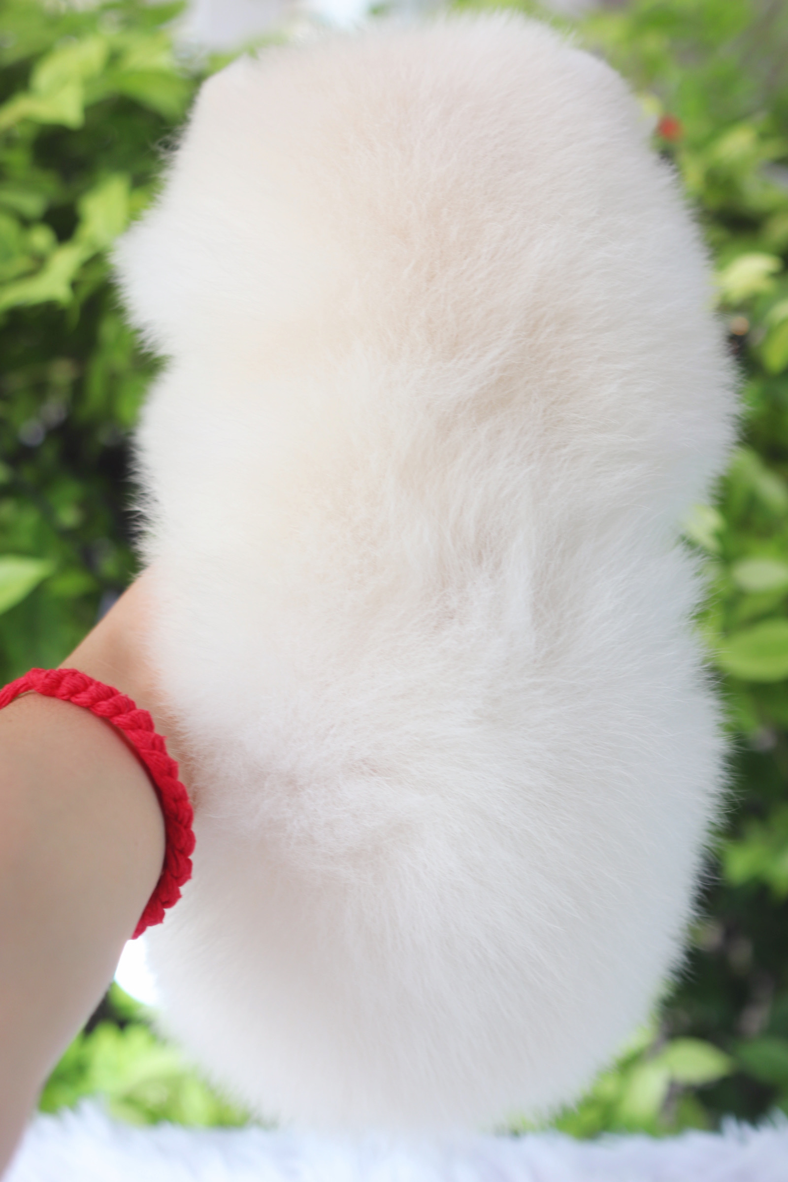 ปอมเมอเรเนียน เพศผู้สีขาวครีม