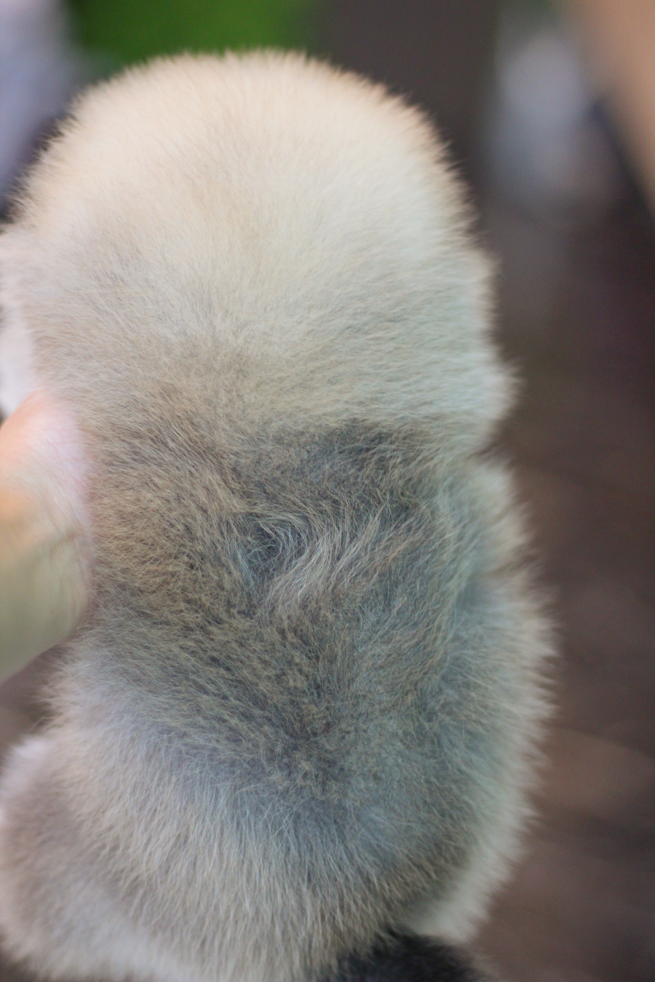 ปอมเมอเรเนียน เพศผู้สีส้ม