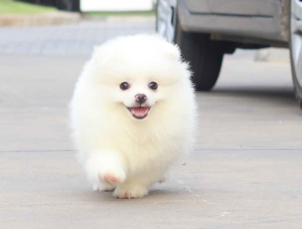 ปอมเมอเรเนียน เพศผู้สีขาวครีม