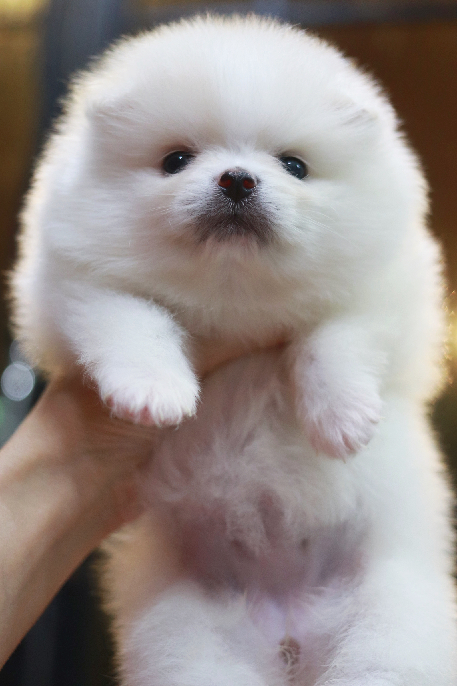 ปอมเมอเรเนียน เพศเมีย