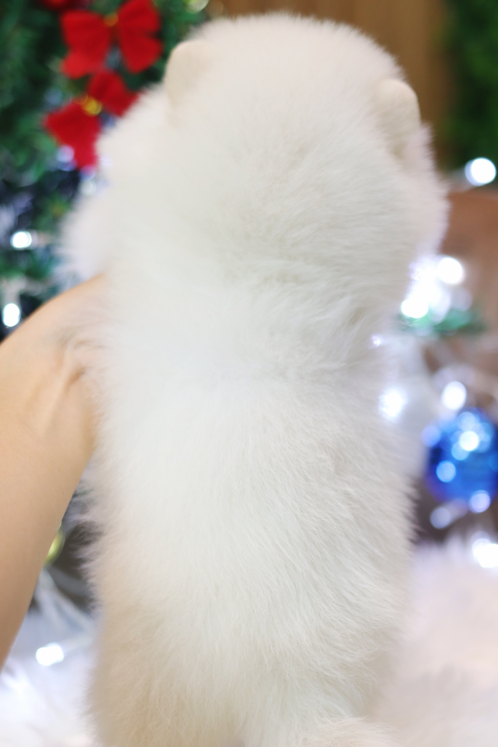 ปอมเมอเรเนียน เพศเมียสีขาวครีมเกรดโชว์