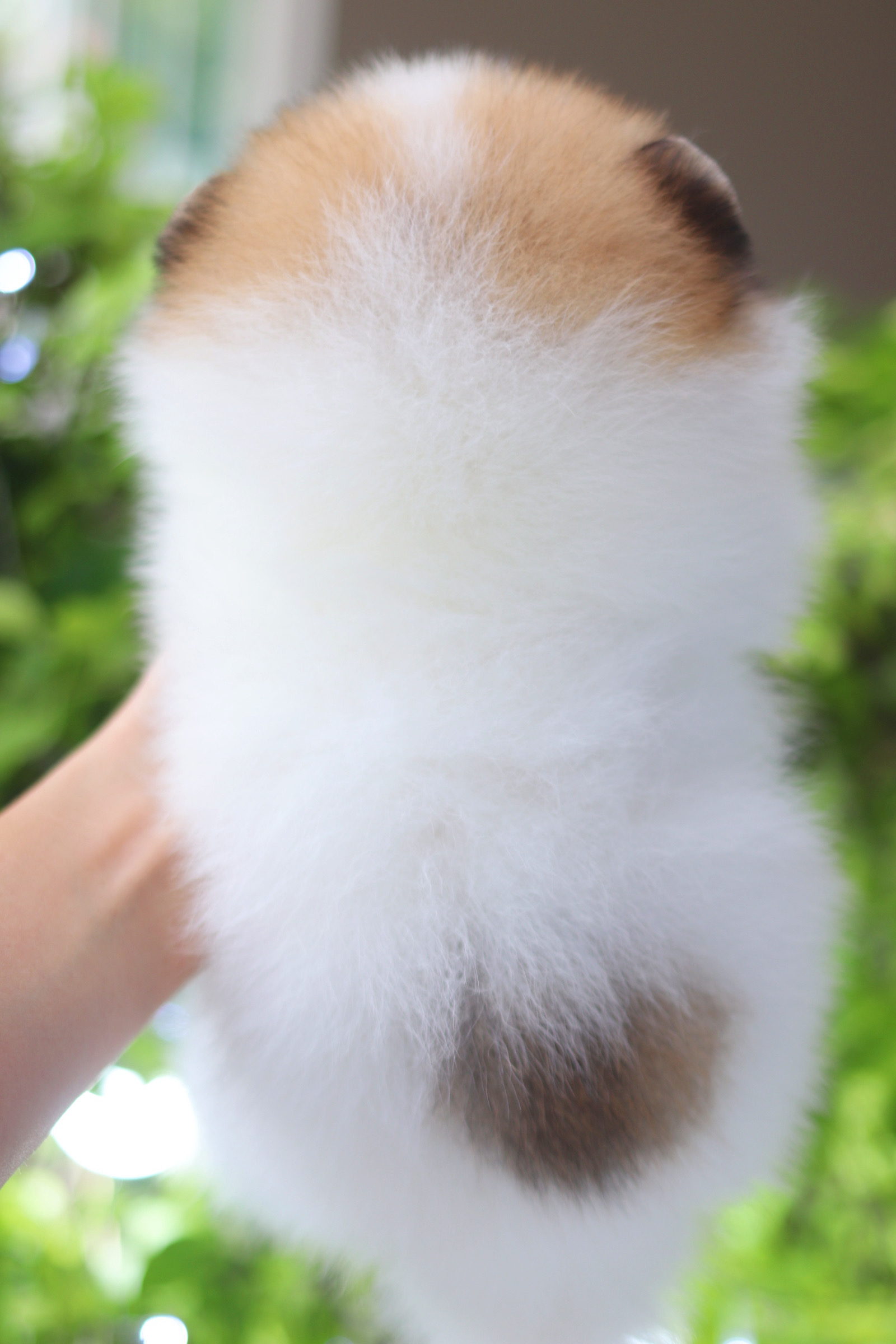 ปอมเมอเรเนียน เพศผู้ สีแฟนซี เกรดโชว์