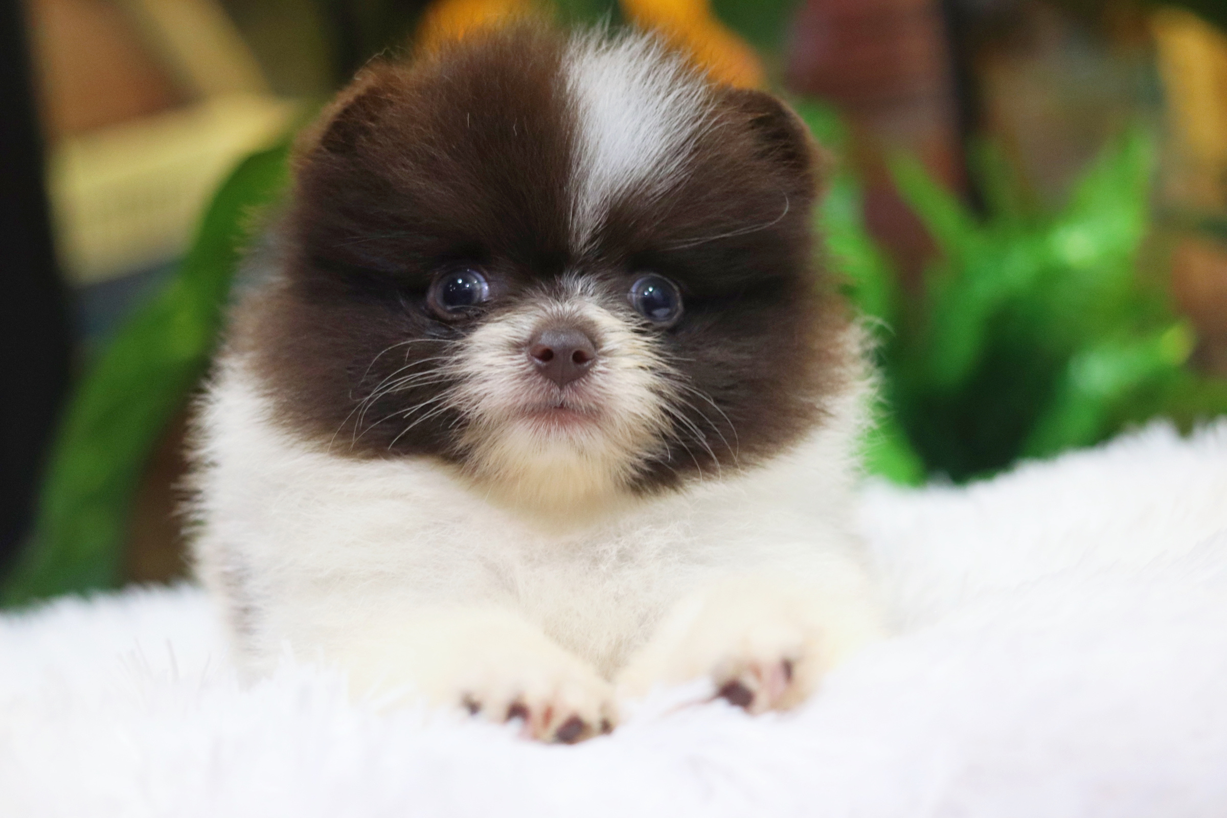 ปอมเมอเรเนียน เพศผู้ สีปาร์ตี้ช็อค ไซส์เล็ก