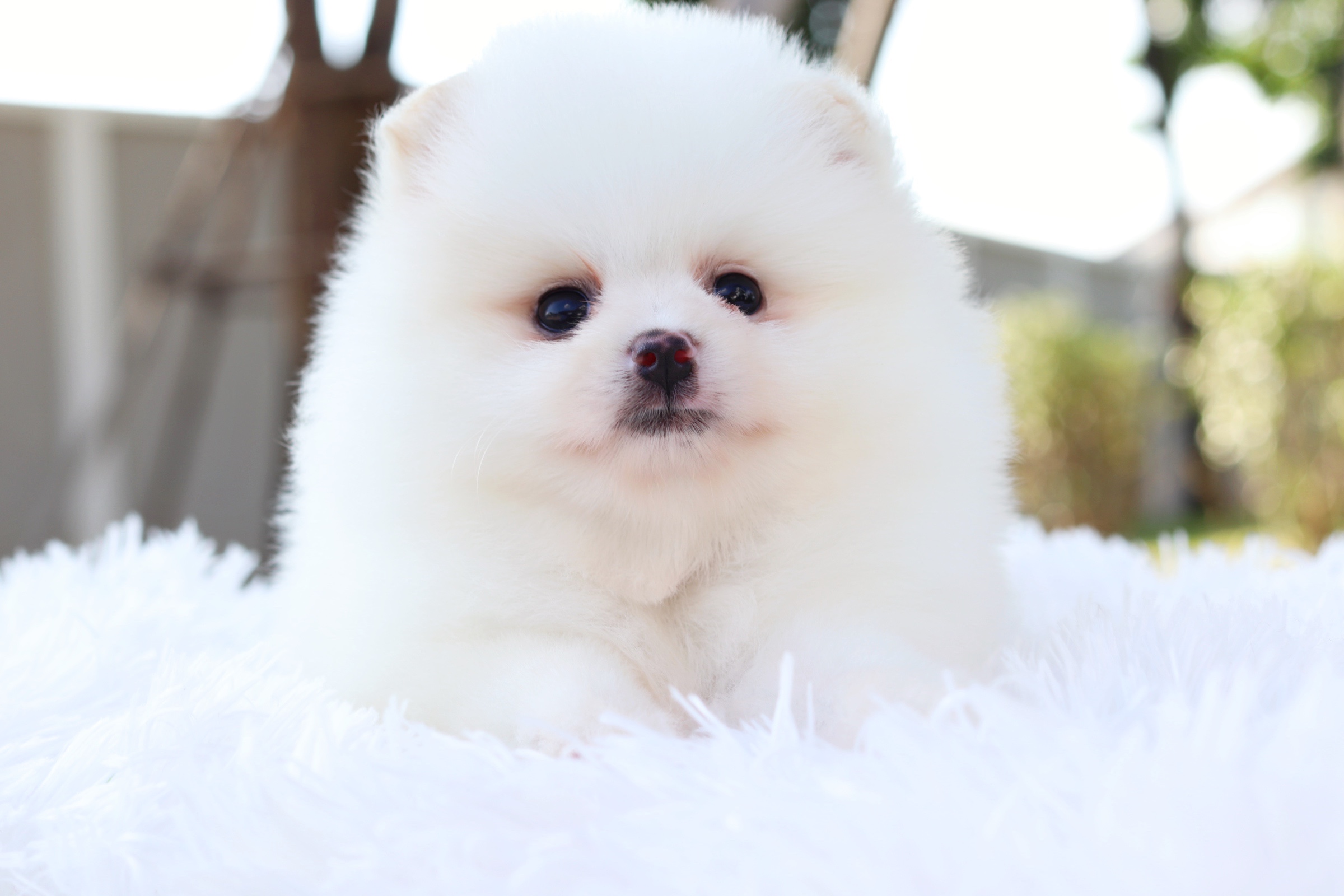 ปอมเมอเรเนียน เพศผู้ สีขาวครีม