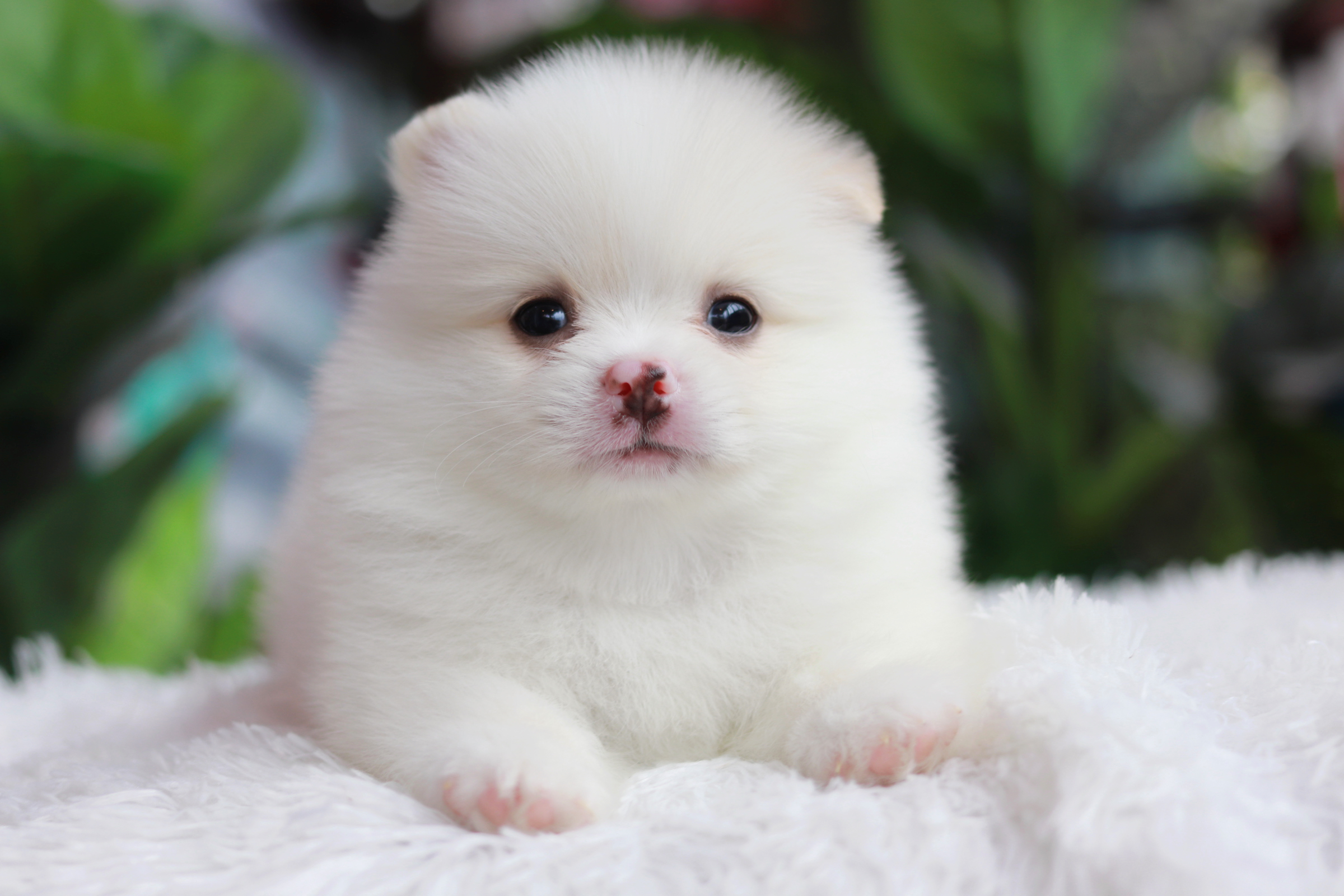 ปอมเมอเรเนียน เพศผู้ สีขาวหน้าฟ็อก ติดครีมตรงหู