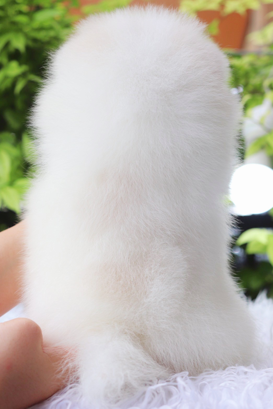 ปอมเมอเรเนียน เพศผู้สีขาวครีม