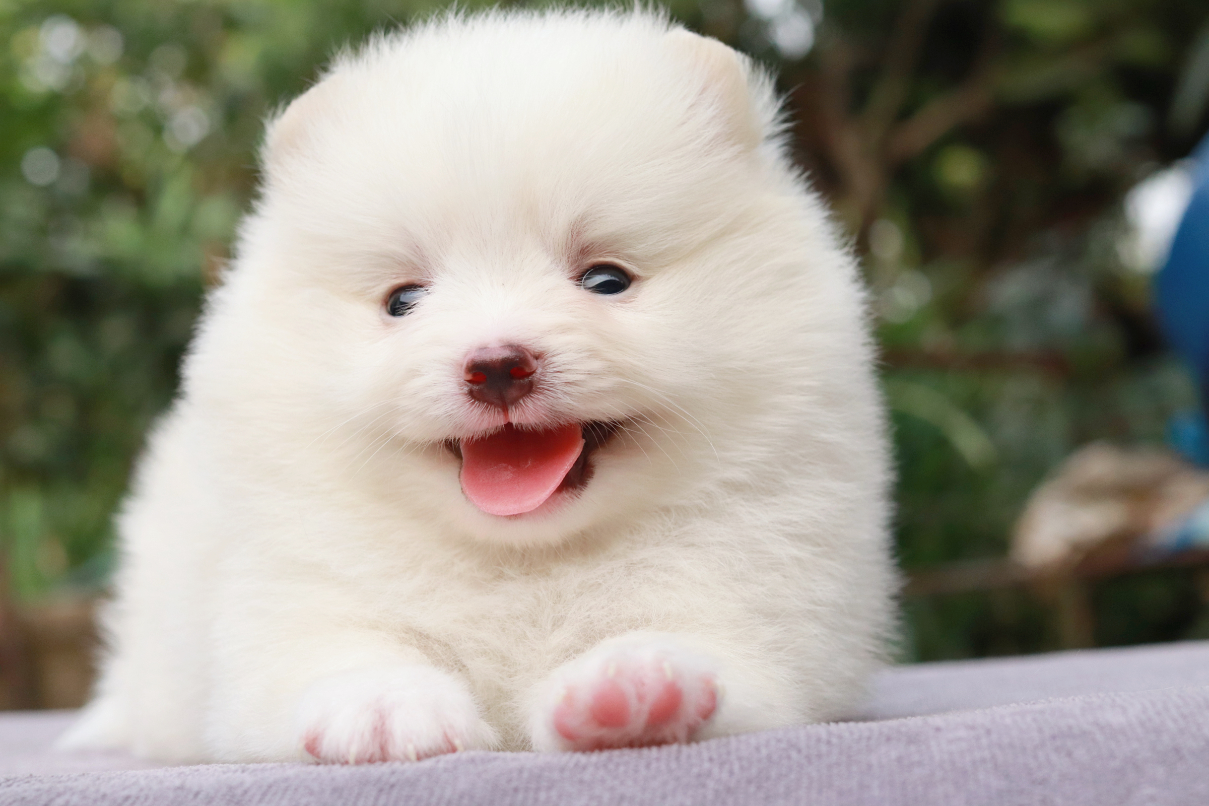 ปอมเมอเรเนียน เพศผู้ขาว