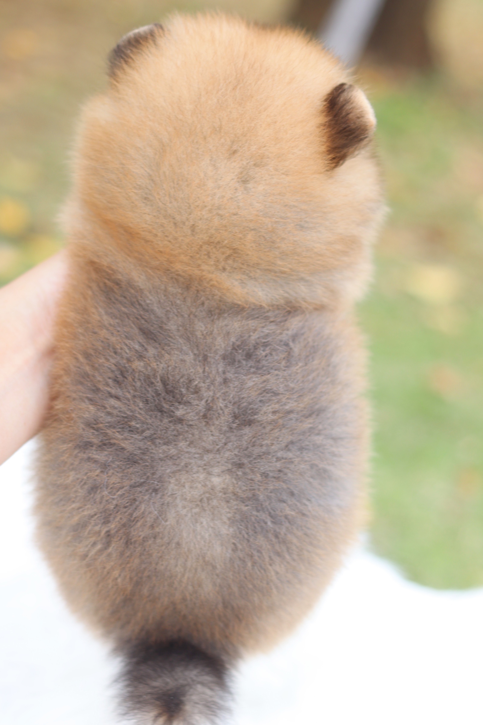 ปอมเมอเรเนียน เพศผู้ สีส้ม ไซส์เล็ก