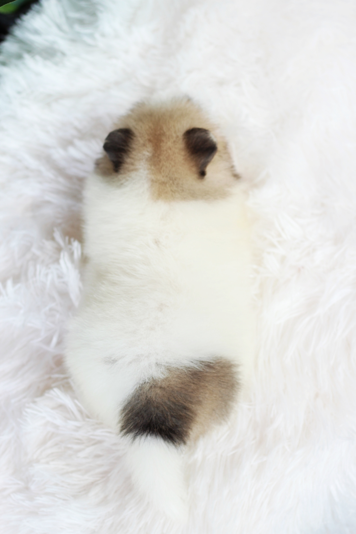 ปอมเมอเรเนียน เพศเมียแฟนซี