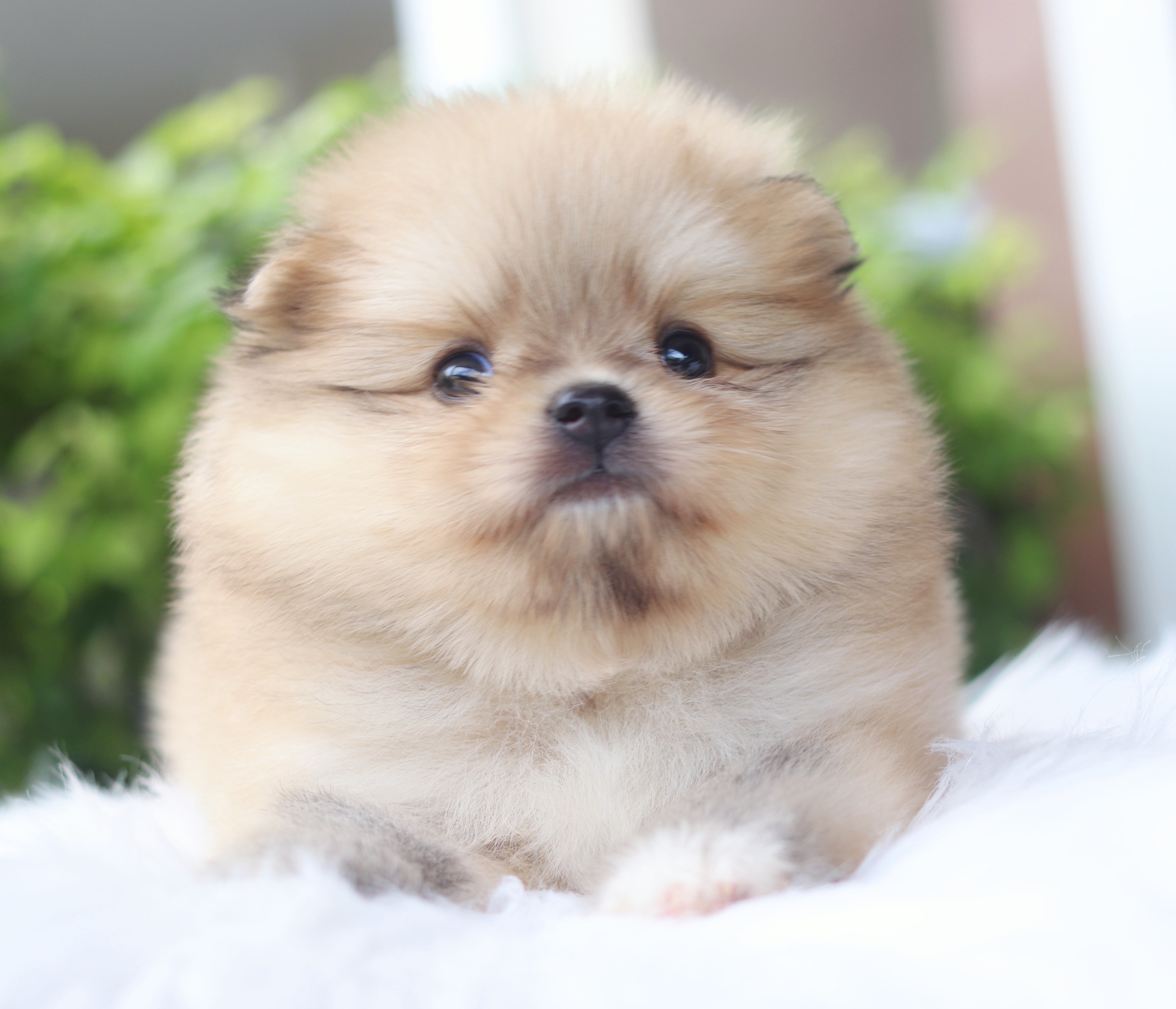 ปอมเมอเรเนียน เพศเมียสีส้ม