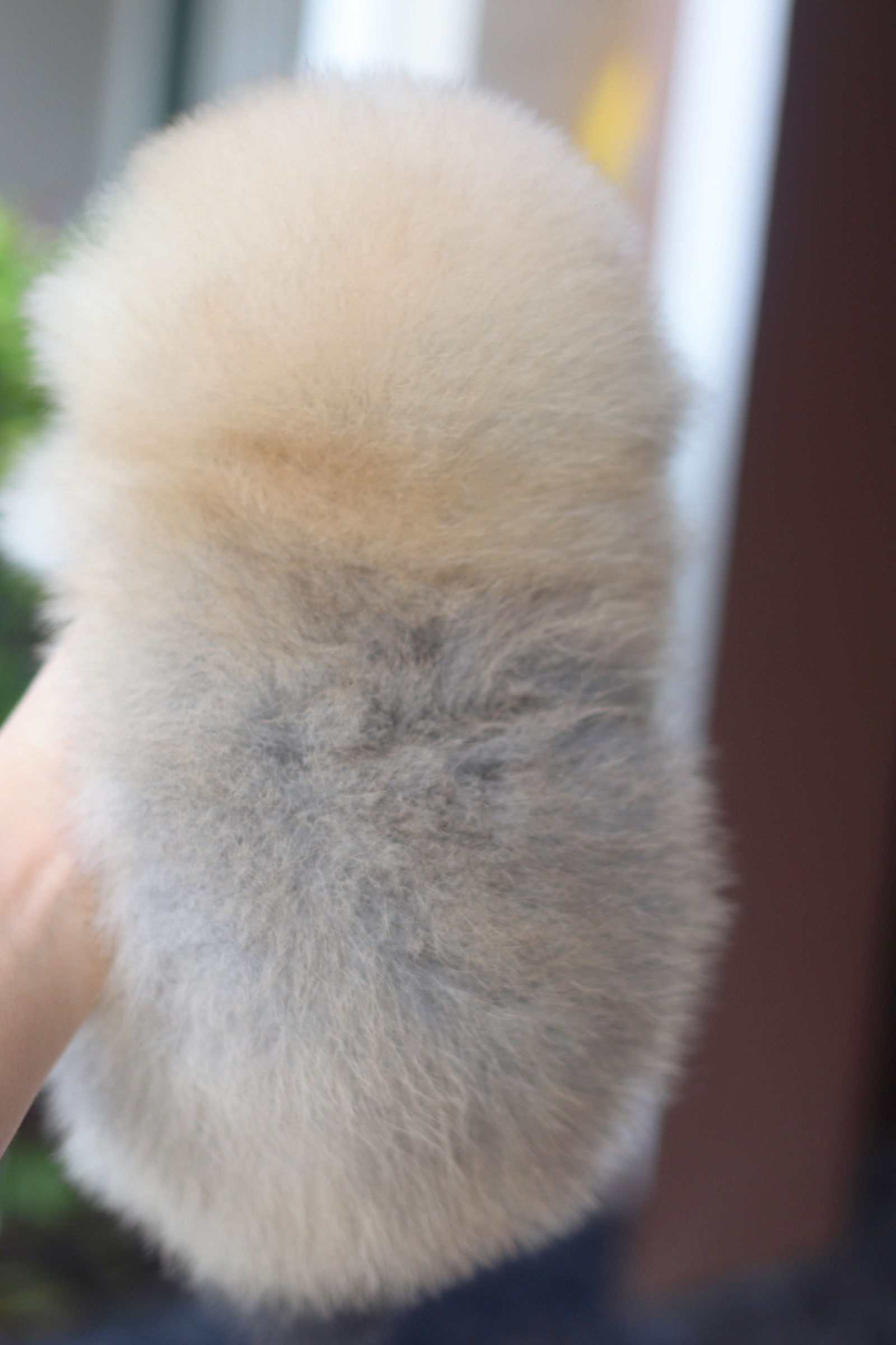 ปอมเมอเรเนียน เพศเมียสีส้มเกรดโชว์