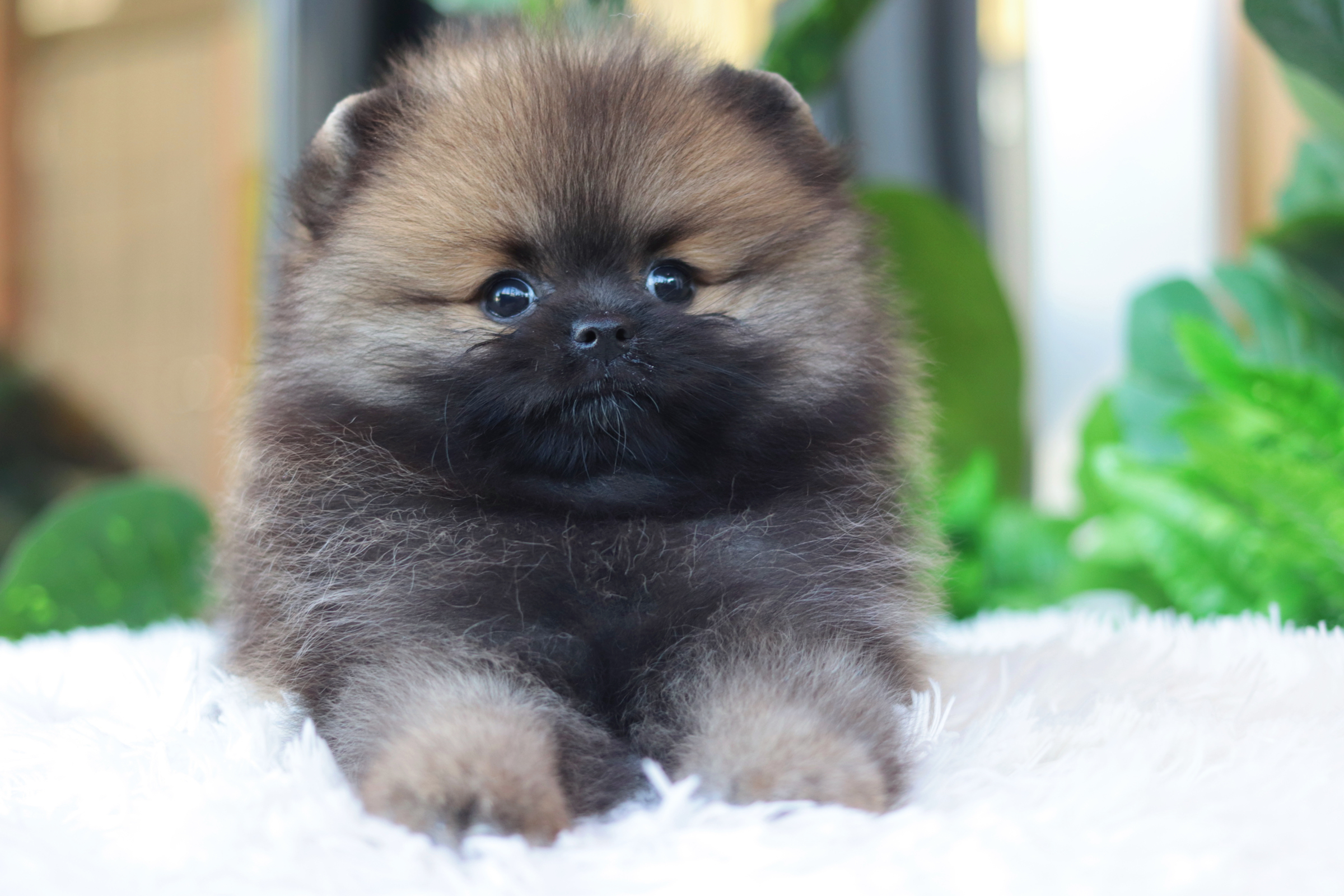 ปอมเมอเรเนียน เพศผู้สีส้ม