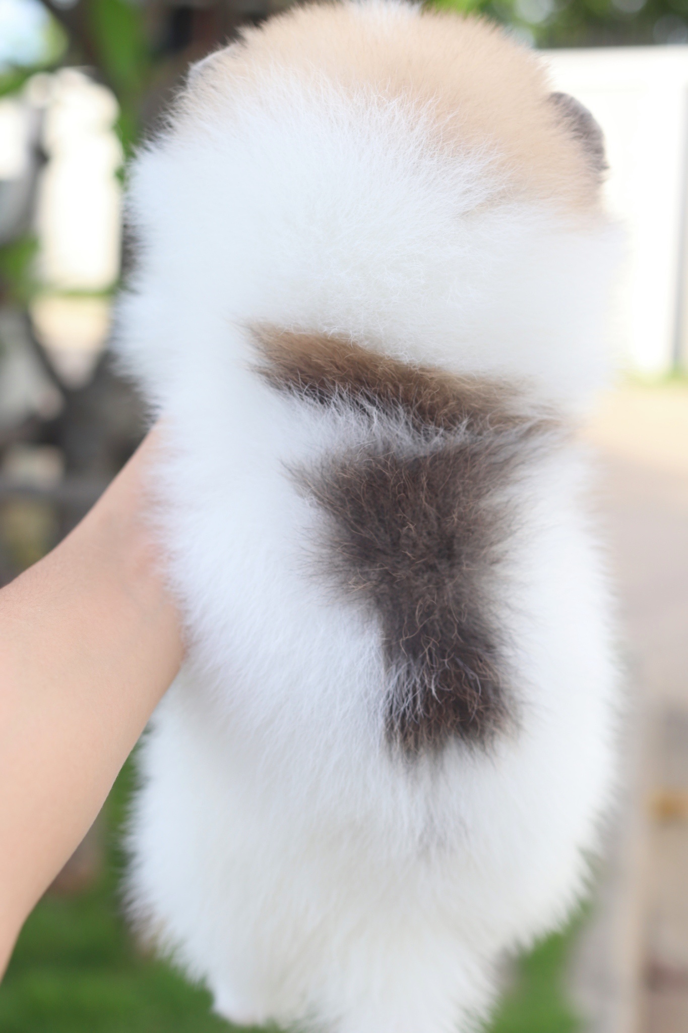 ปอมเมอเรเนียน เพศผู้แฟนซี เกรดโชว์