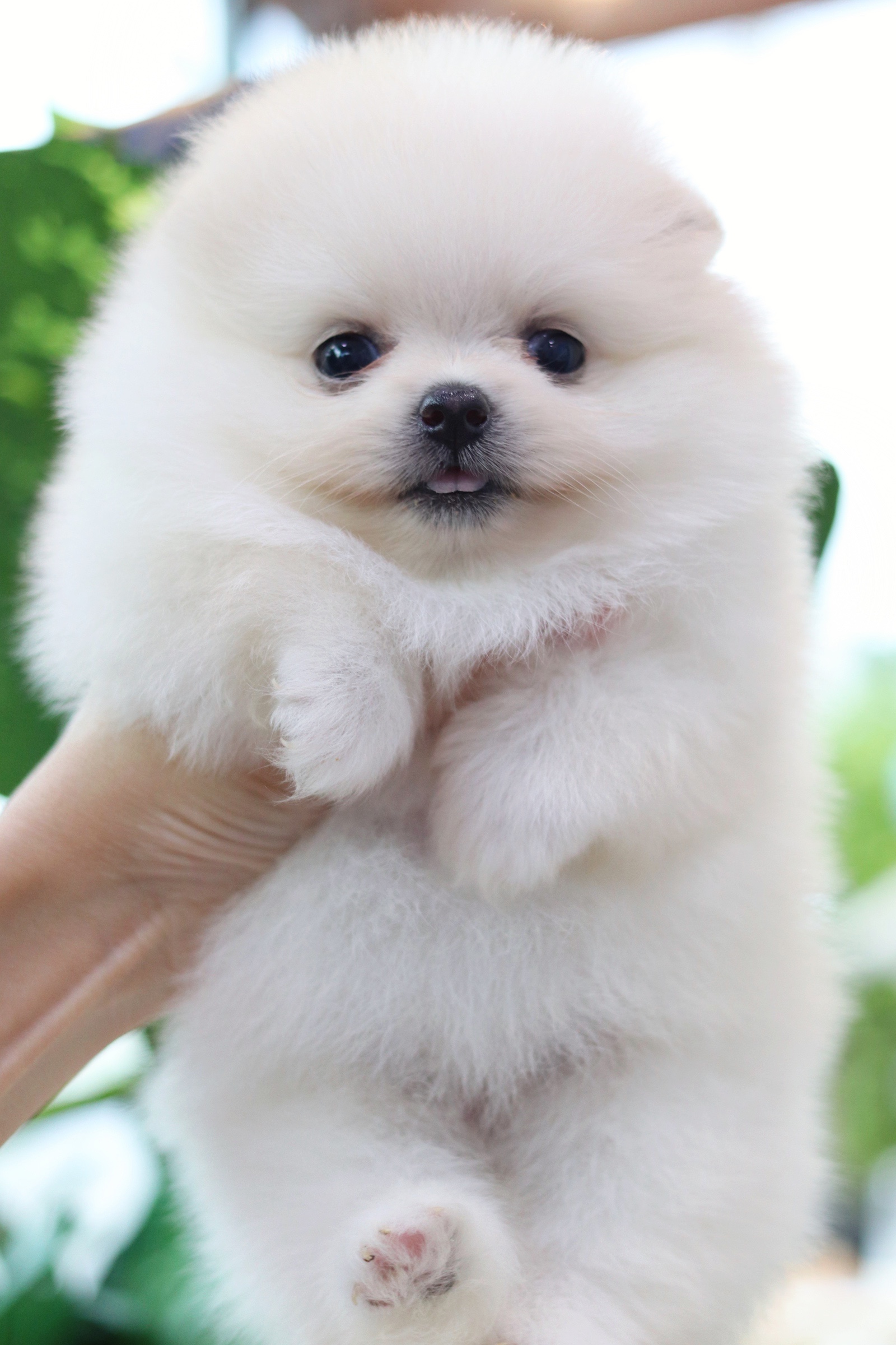 ปอมเมอเรเนียน เพศเมียขาวครีม