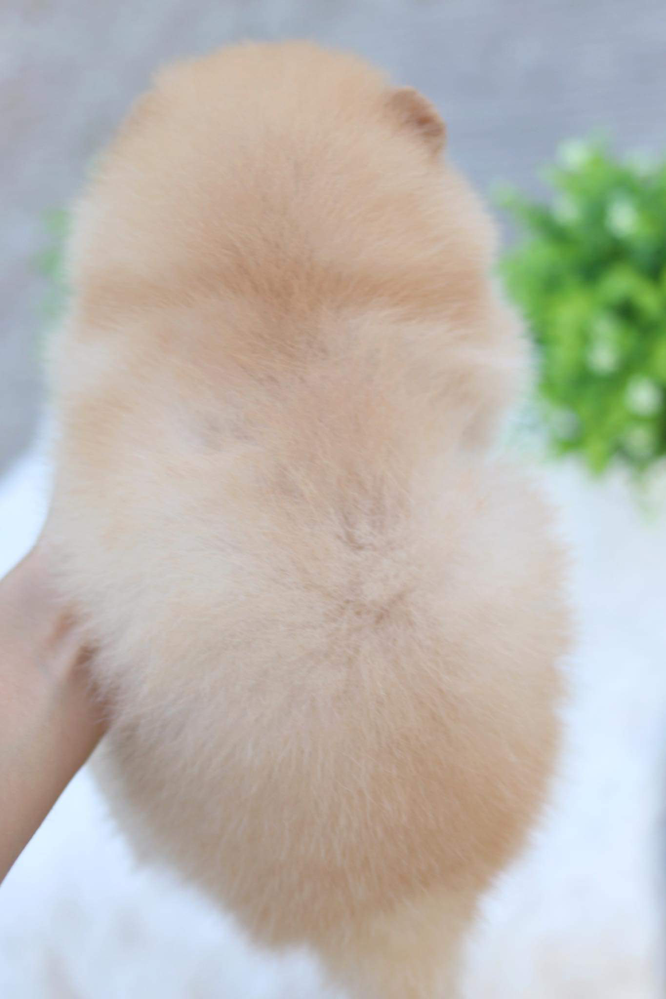 ปอมเมอเรเนียน เพศเมีย