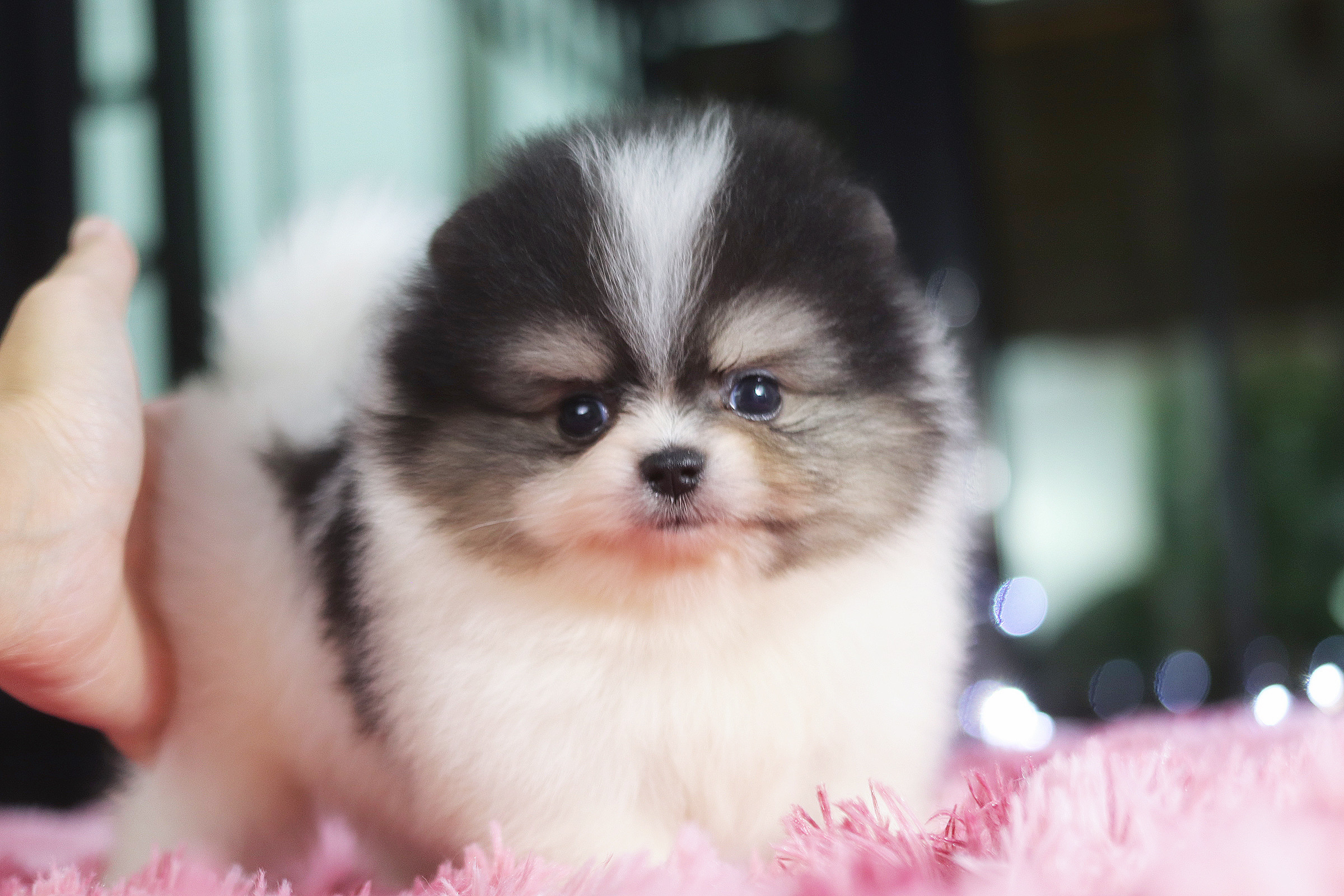 ปอมเมอเรเนียน เพศเมียสีแฟนซี เกรดโชว์