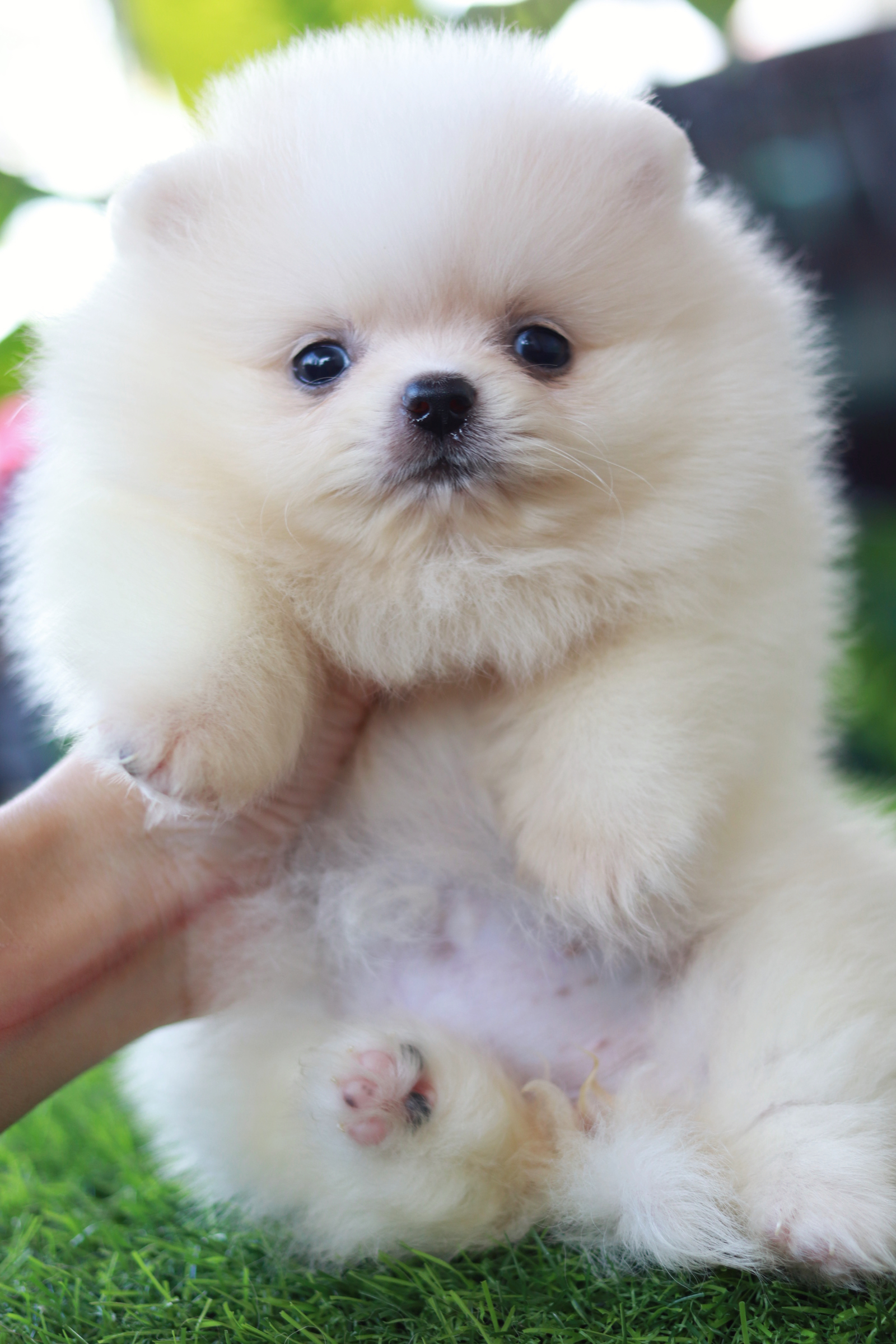 ปอมเมอเรเนียน เพศเมีย ขาวครีม