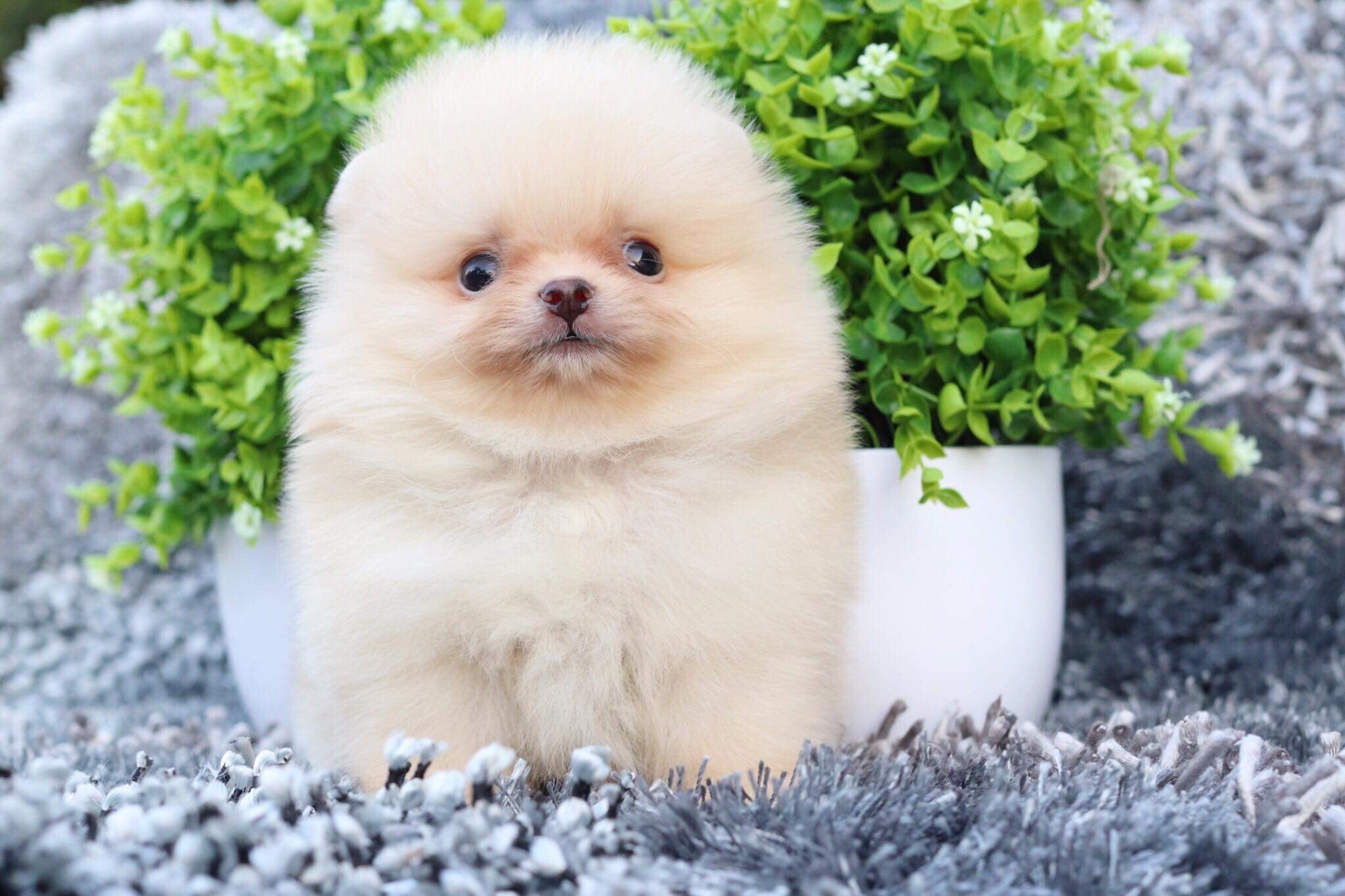 ปอมเมอเรเนียน เพศผู้