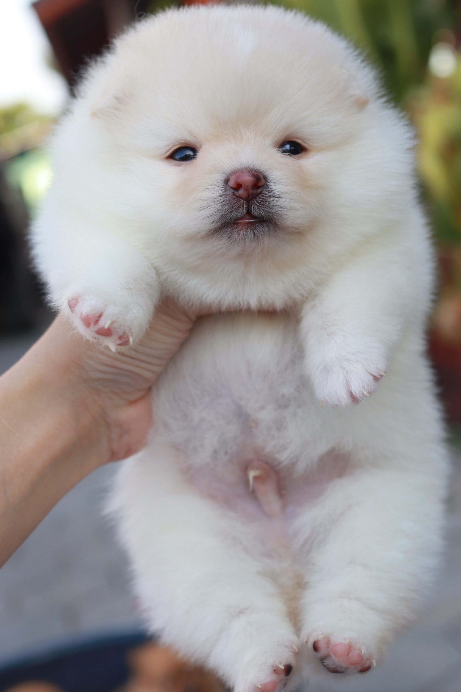 ปอมเมอเรเนียน เพศผู้ สีขาวครีม