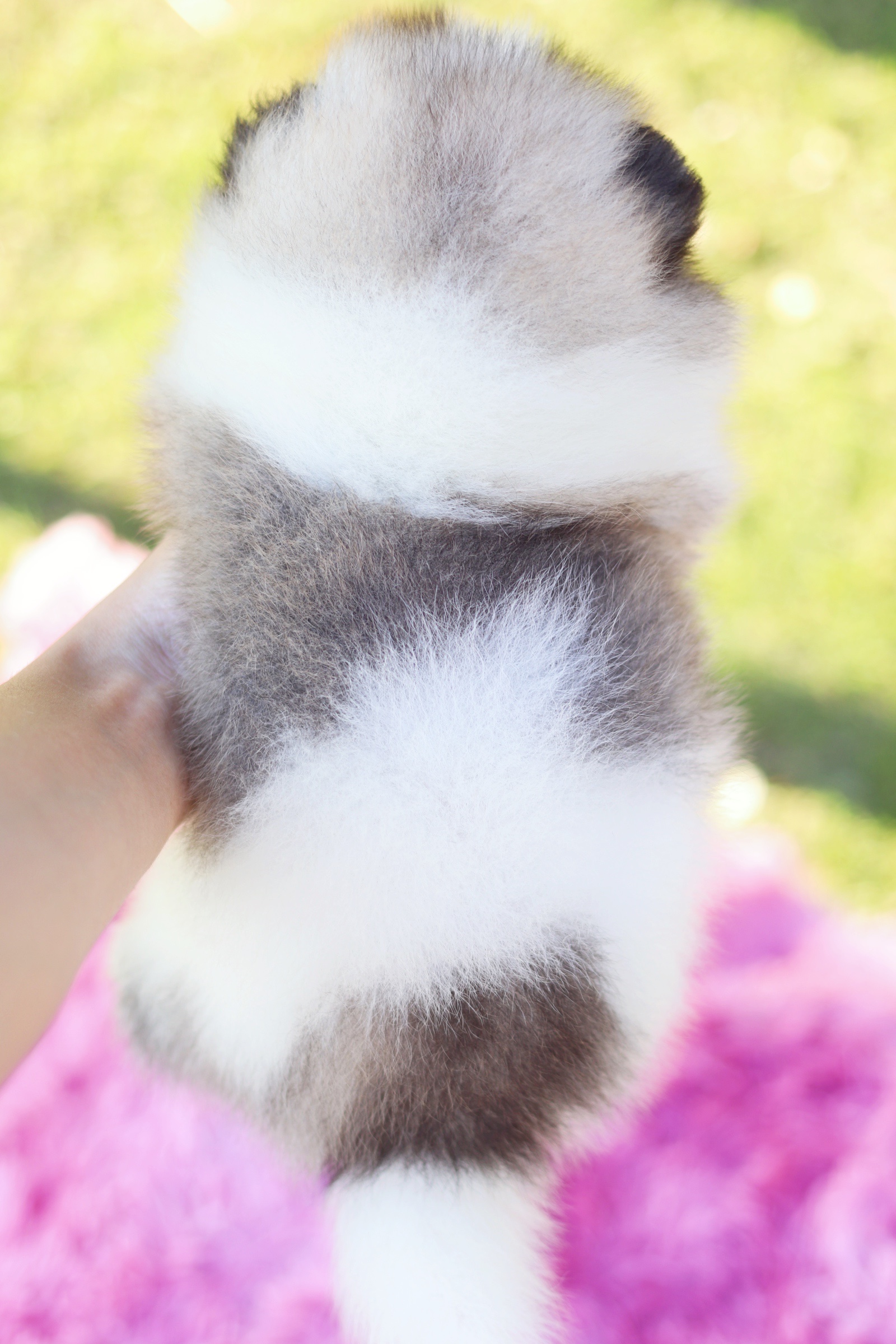 ปอมเมอเรเนียน เพศผู้แฟนซี