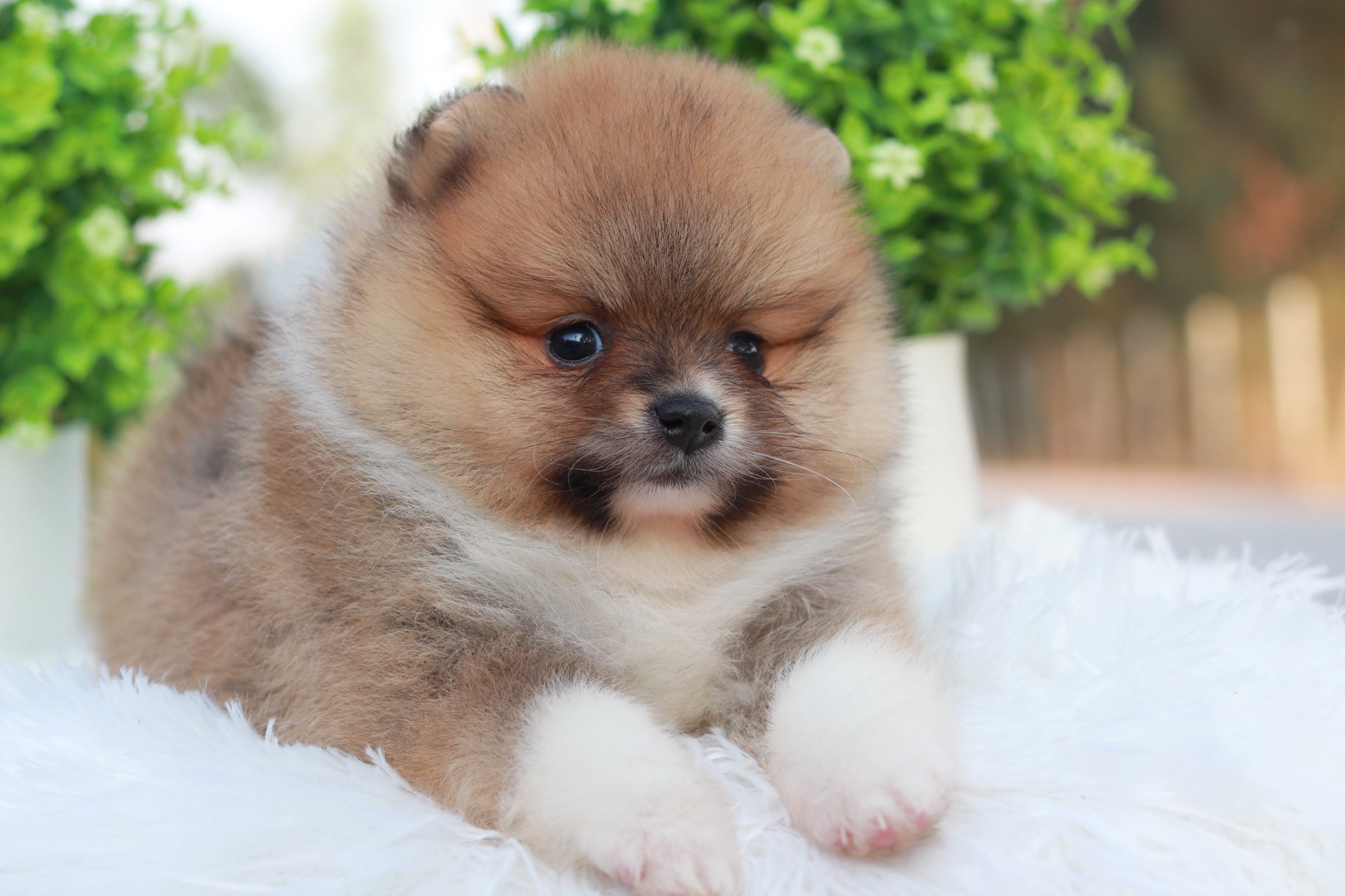 ปอมเมอเรเนียน เพศเมีย