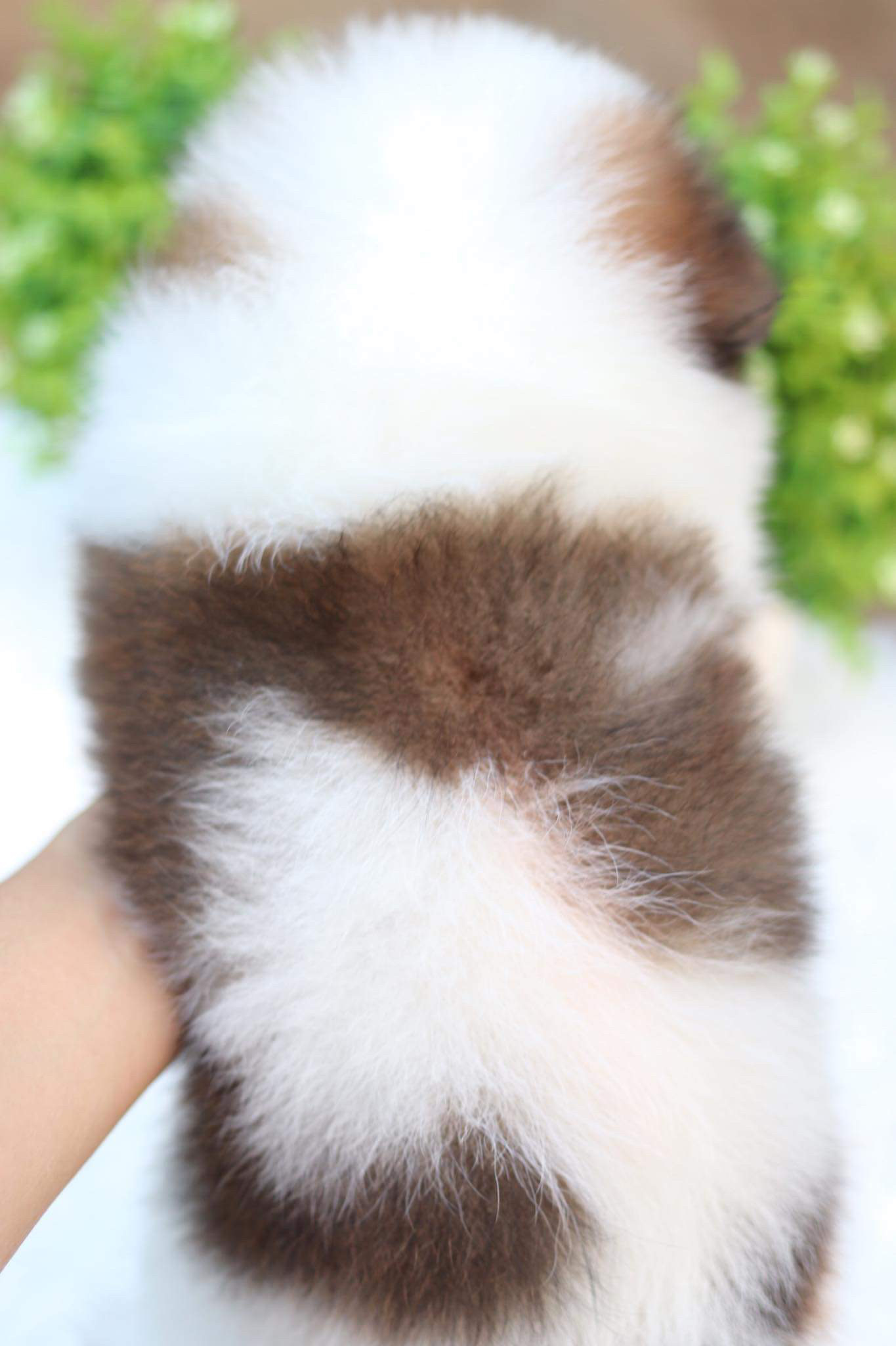 ปอมเมอเรเนียน เพศเมีย