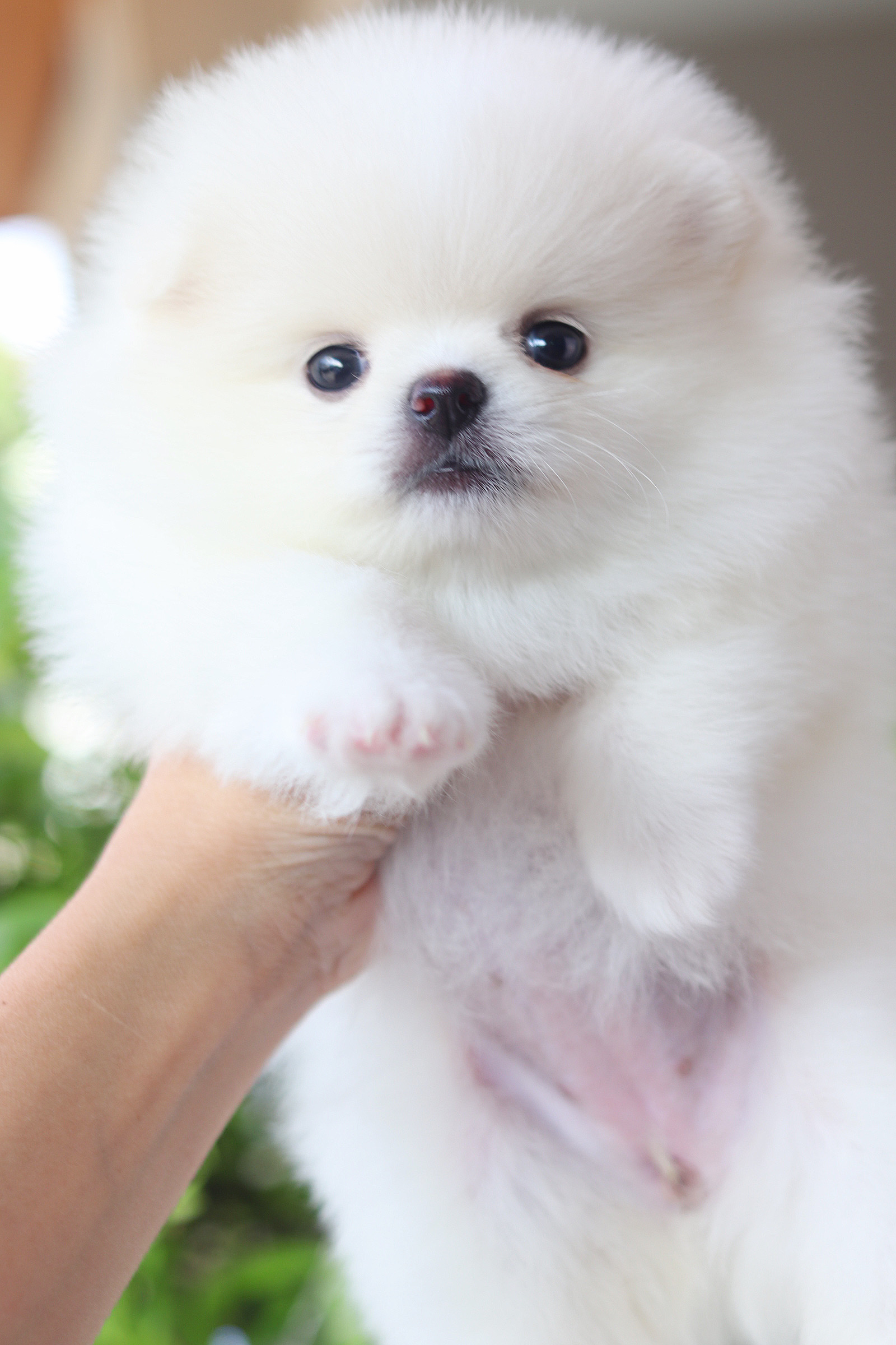 ปอมเมอเรเนียน เพศเมียสีขาวครีม เกรดโชว์