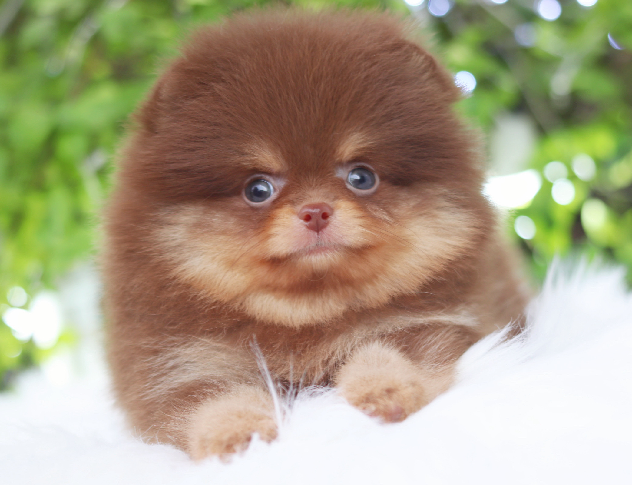 ปอมเมอเรเนียน เพศผู้ สีช็อคแทน เกรดโชว์