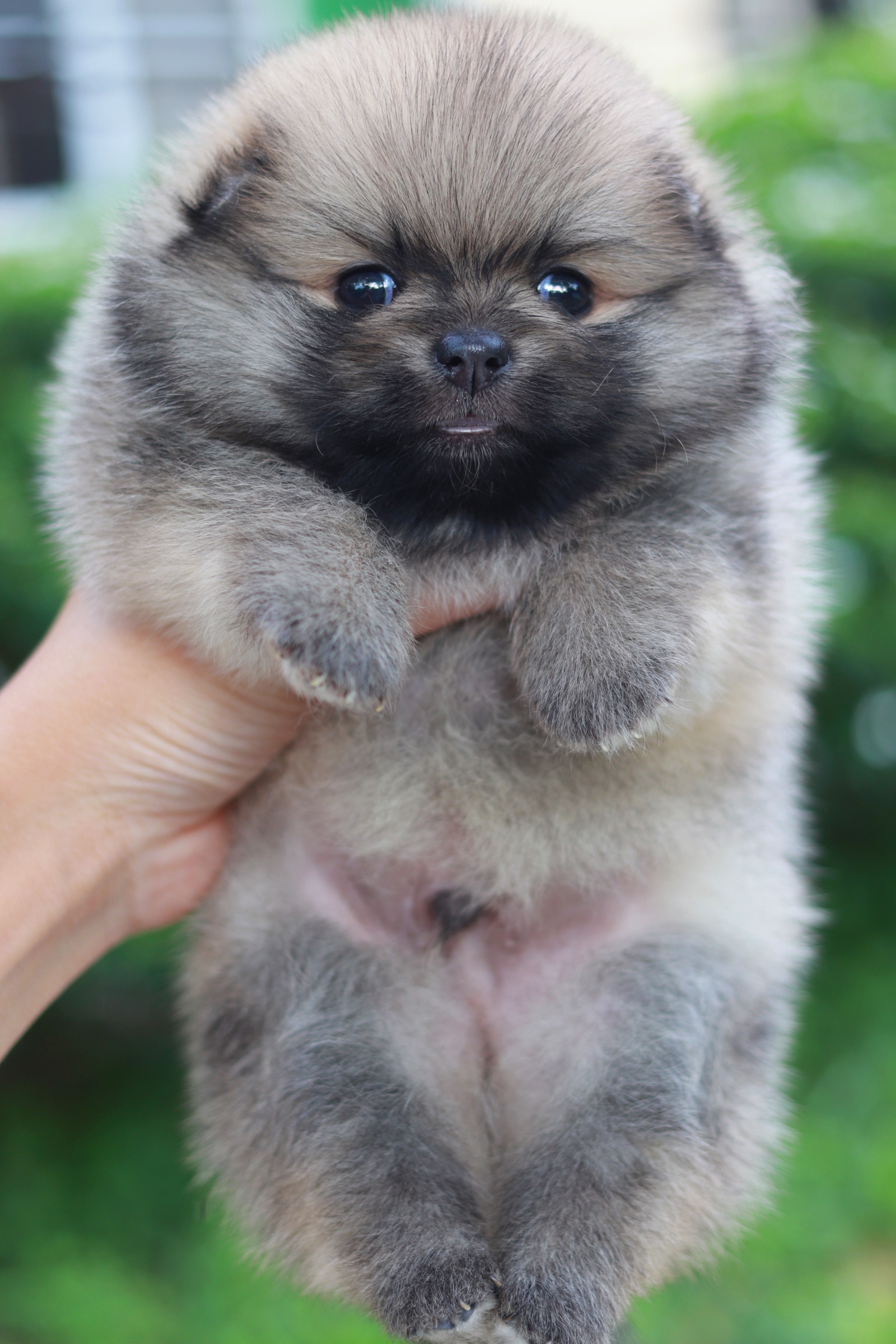 ปอมเมอเรเนียน เพศผู้ สีส้มหน้าตุ๊กตา