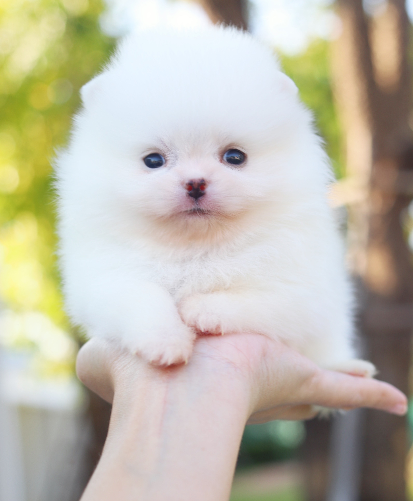 ปอมเมอเรเนียน เพศเมียสีขาวครีม