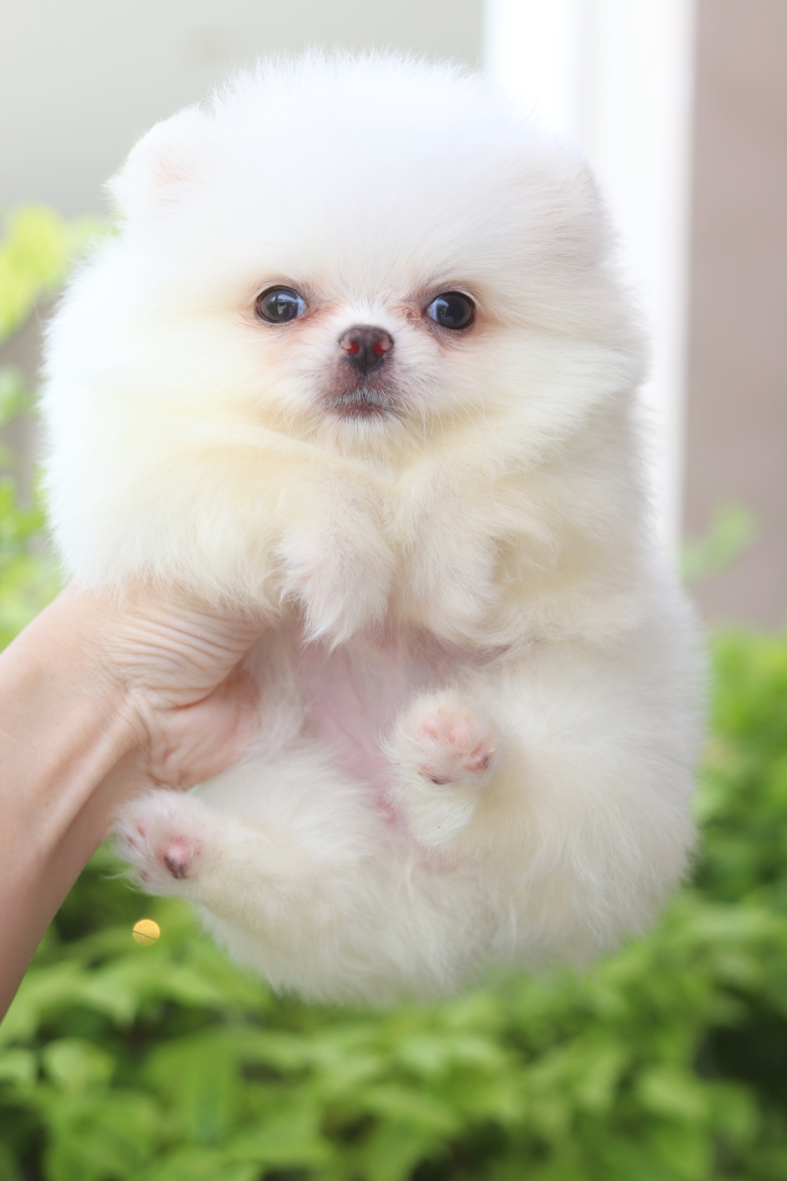 ปอมเมอเรเนียน เพศเมียสีขาวครีม