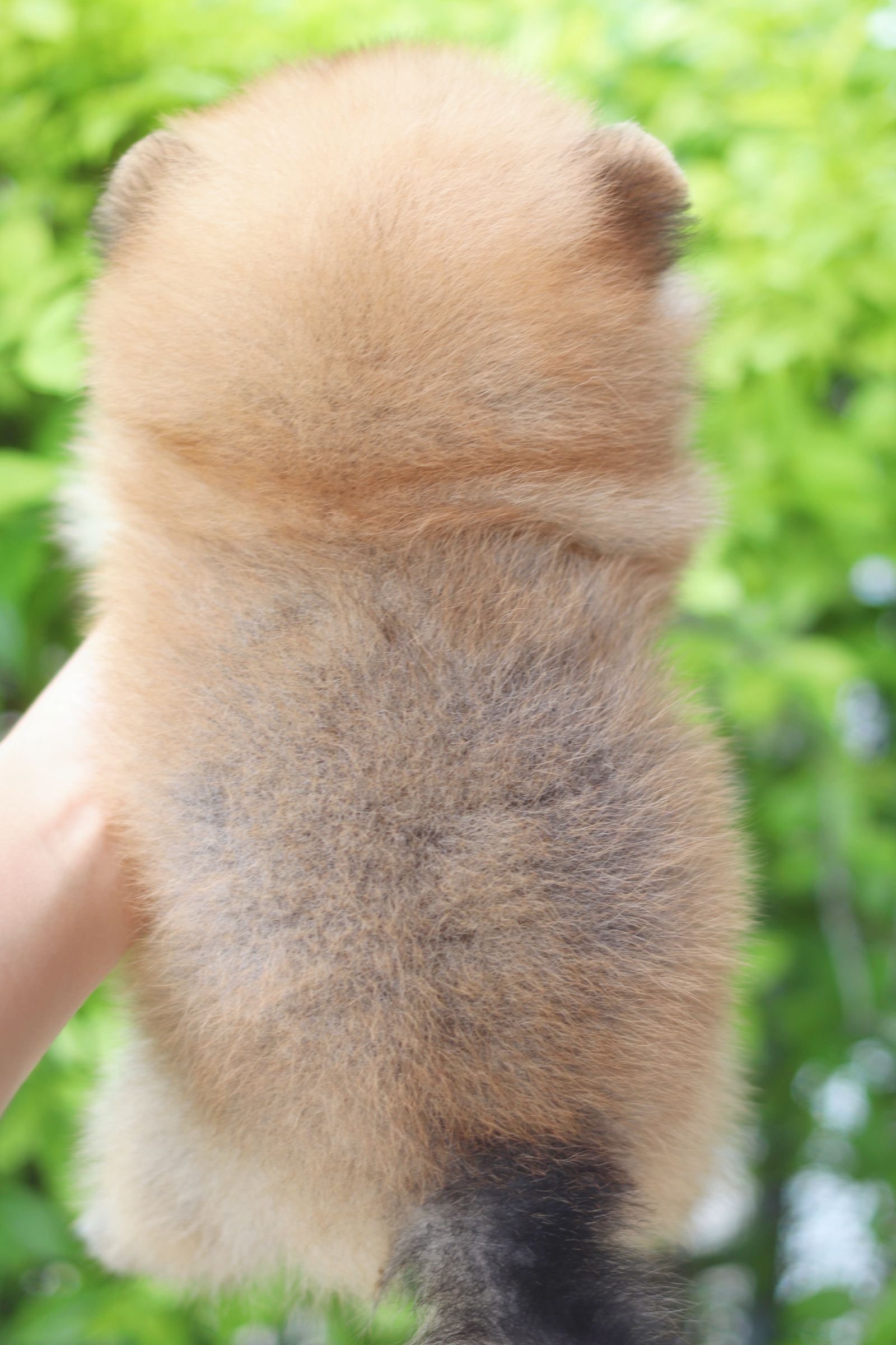 ปอมเมอเรเนียน เพศผู้ สีส้ม