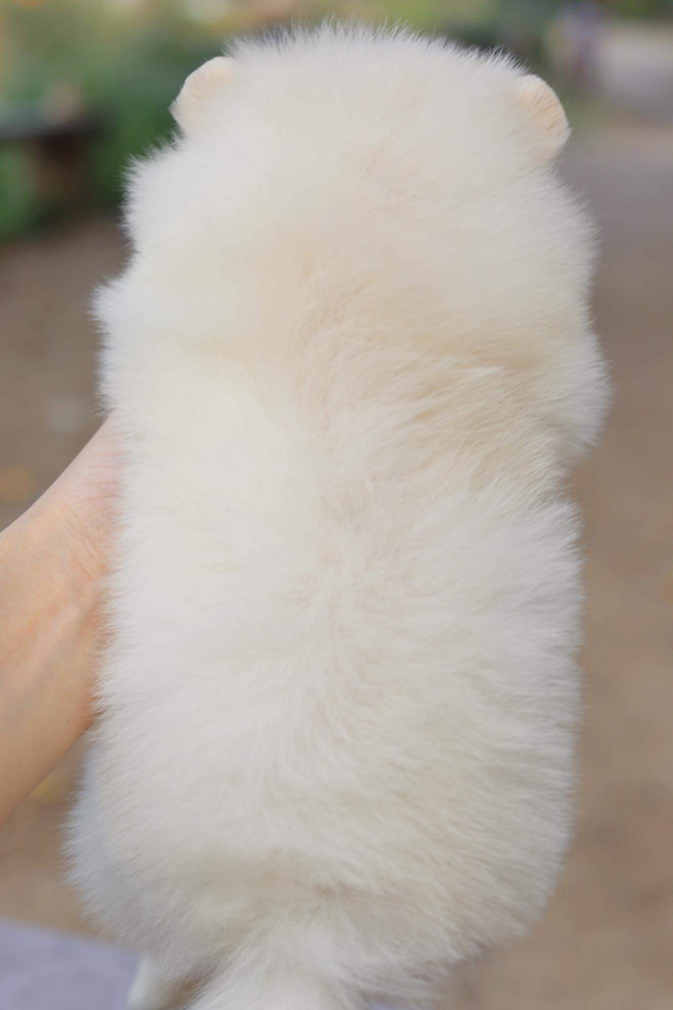 ปอมเมอเรเนียน เพศเมีย