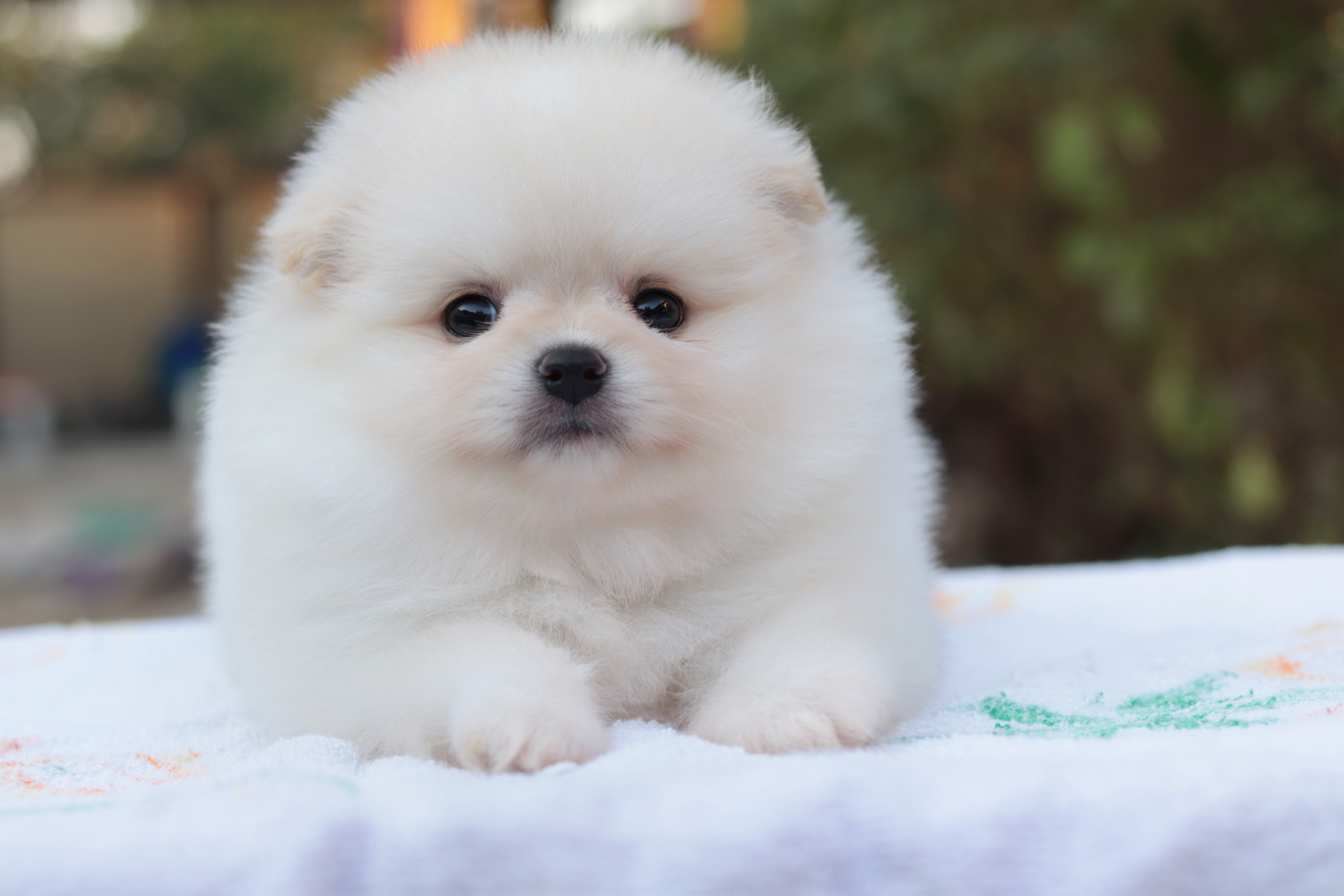 ปอมเมอเรเนียน เพศเมียหน้าตุ๊กตา