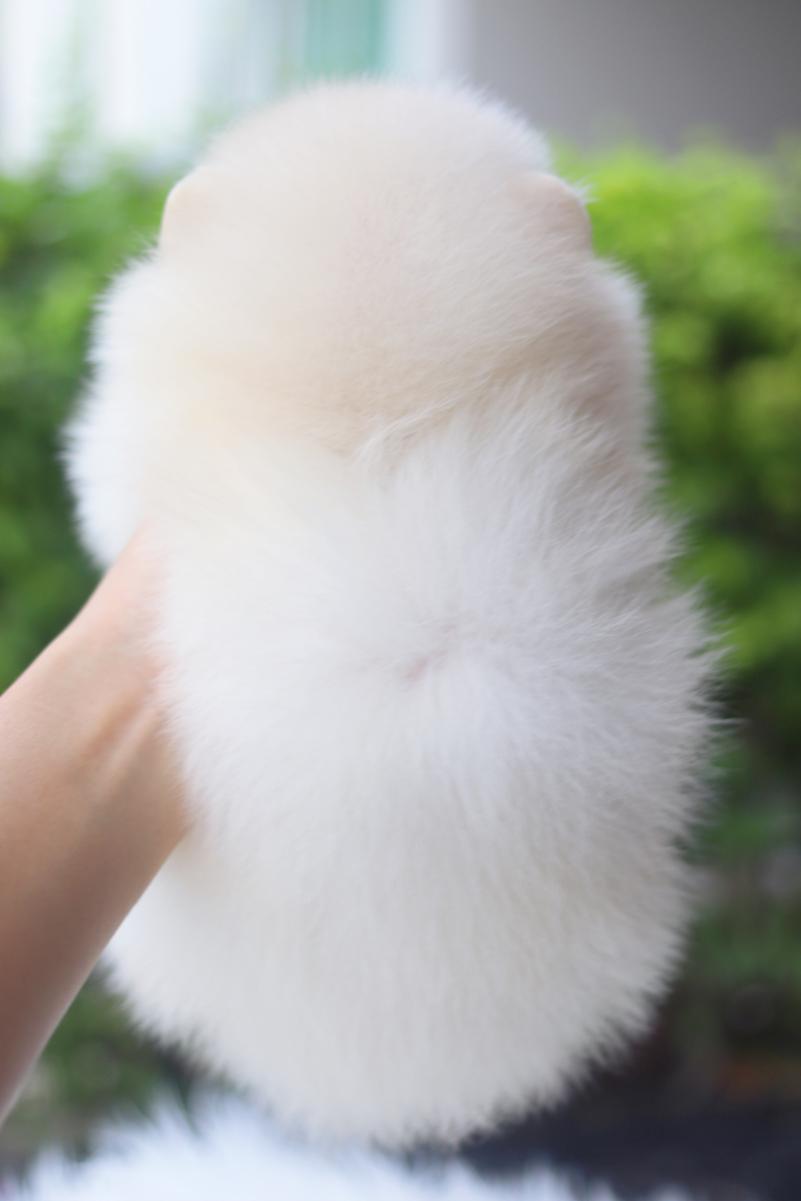 ปอมเมอเรเนียน เพศผู้สีขาวครีม