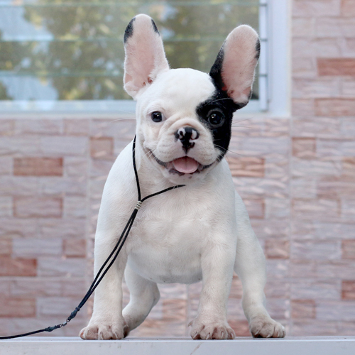 เฟรนช์บูลด็อก ตัวผู้หน้าตาน่ารัก