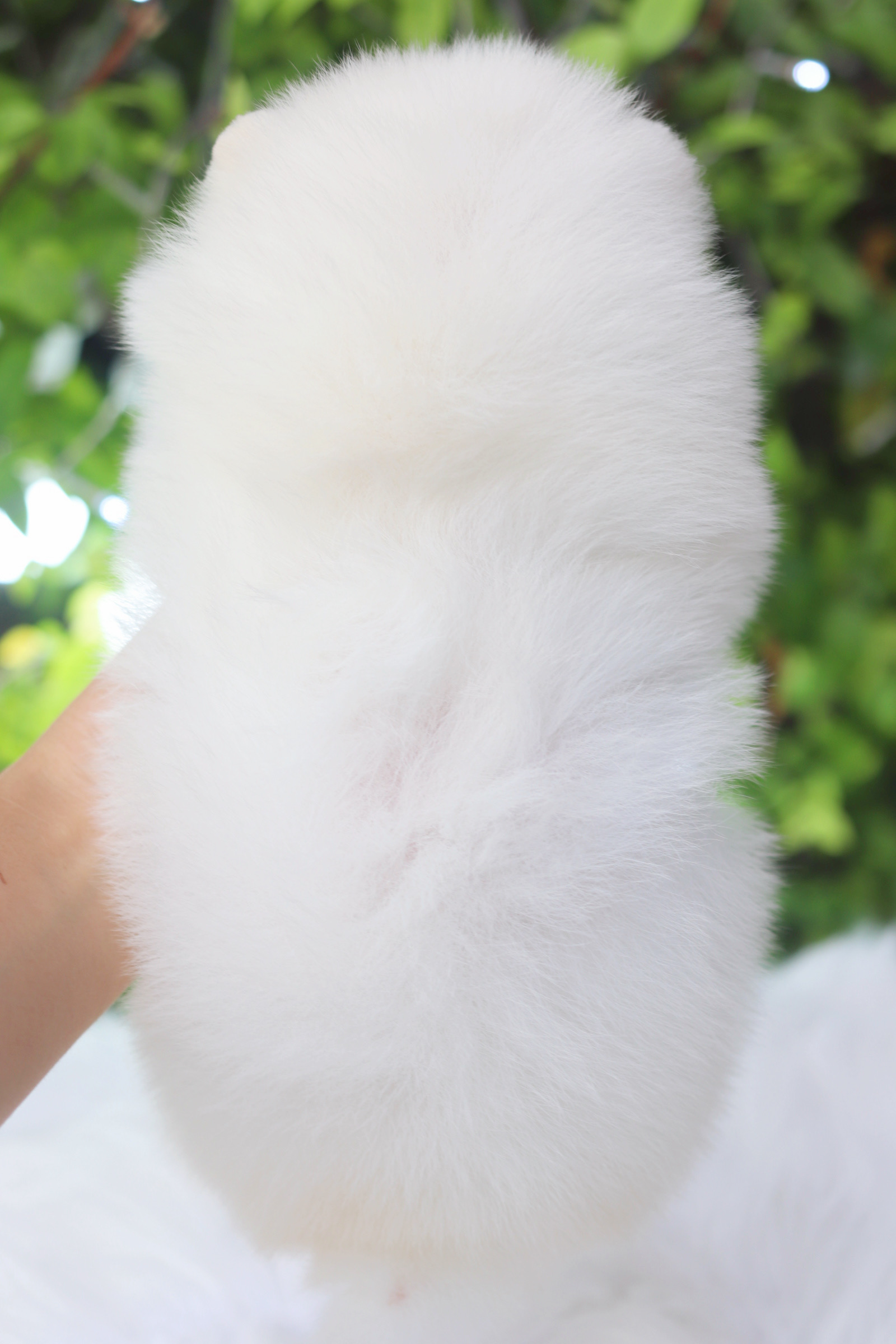 ปอมเมอเรเนียน เพศเมียสีขาวครีม