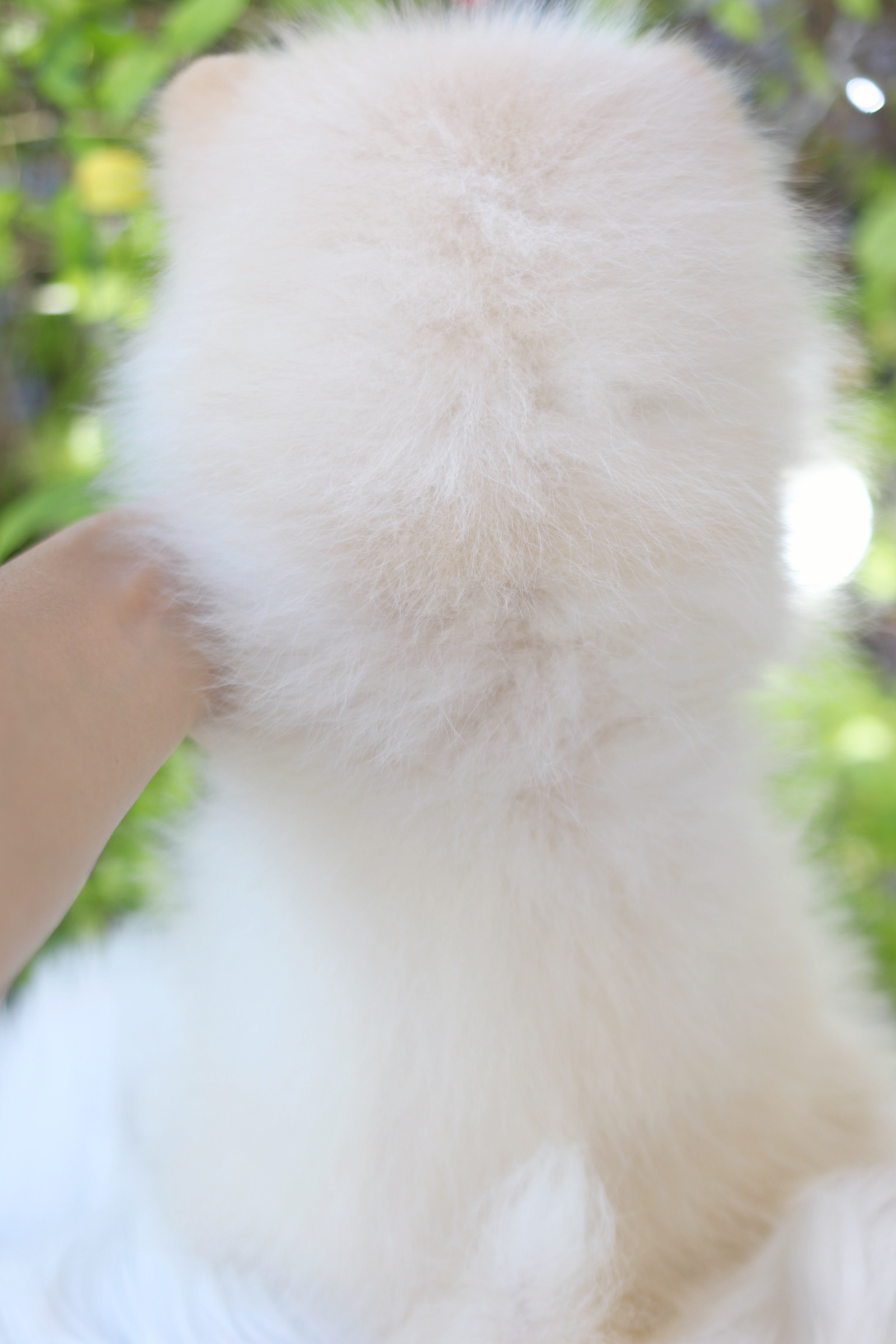 ปอมเมอเรเนียน เพศเมียสีครีม