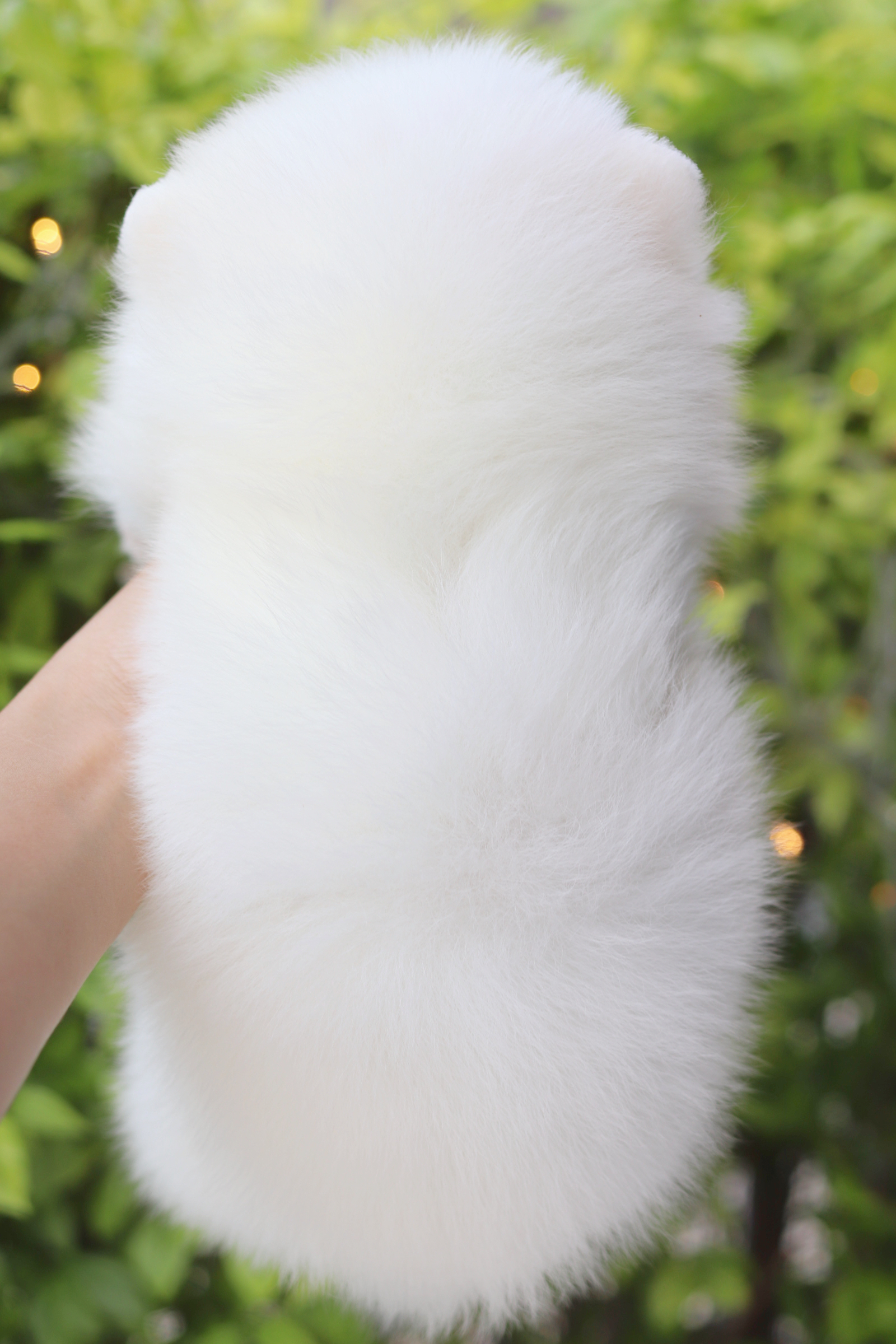 ปอมเมอเรเนียน เพศผู้สีขาวครีม