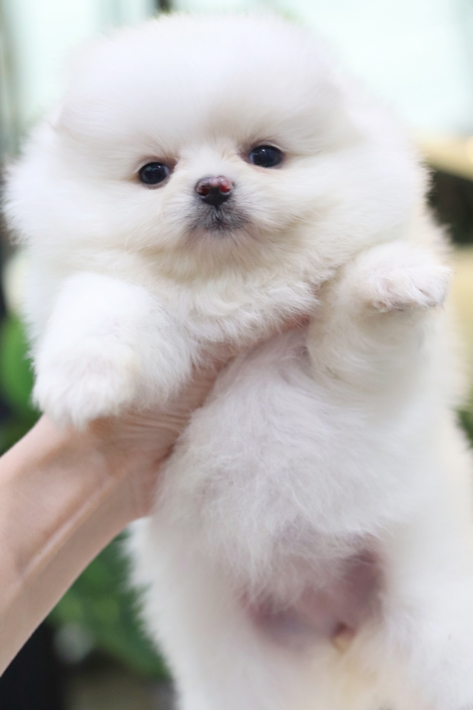 ปอมเมอเรเนียน เพศเมีย สีขาวครีม