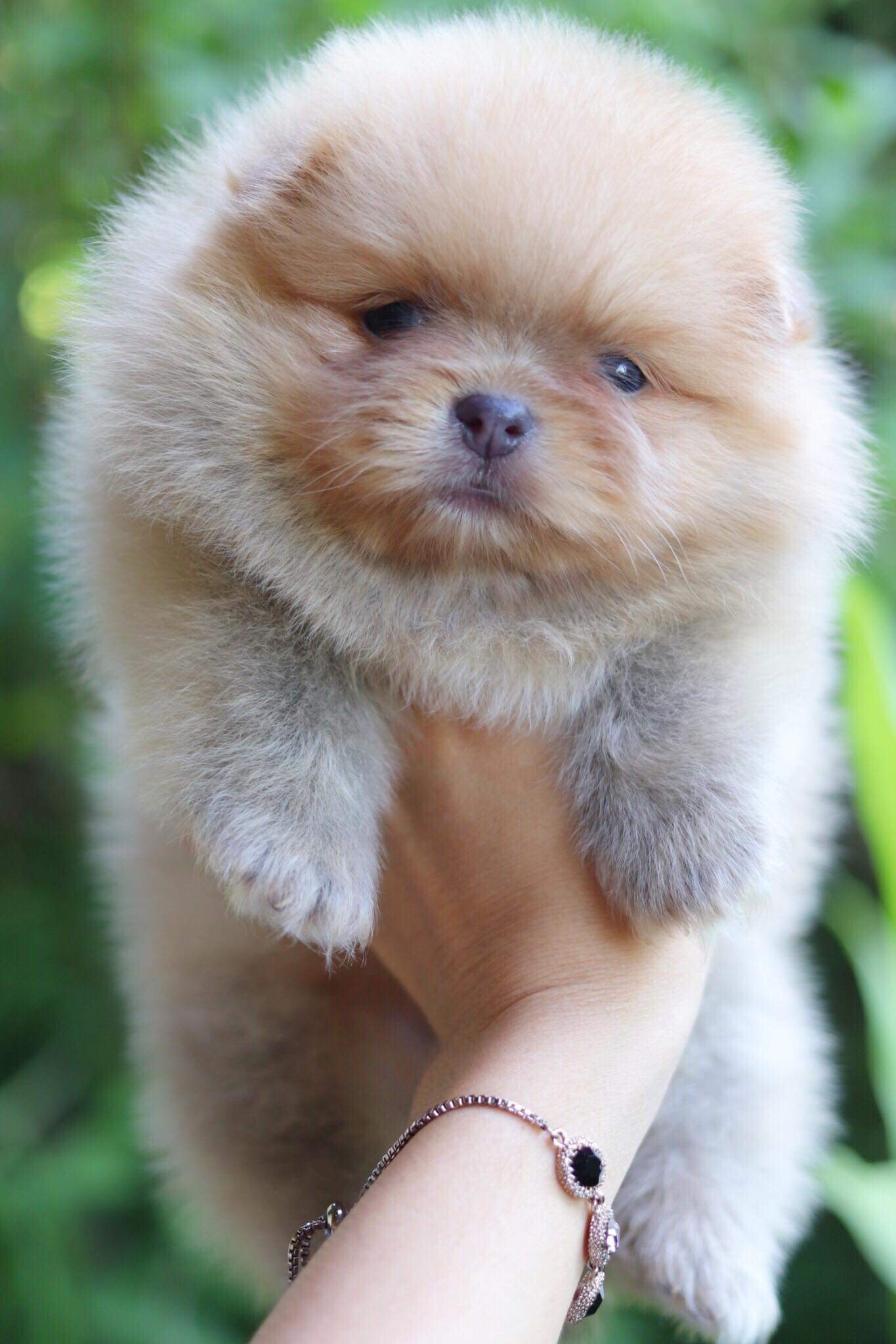 ปอมเมอเรเนียน เพศผู้หน้าหมี