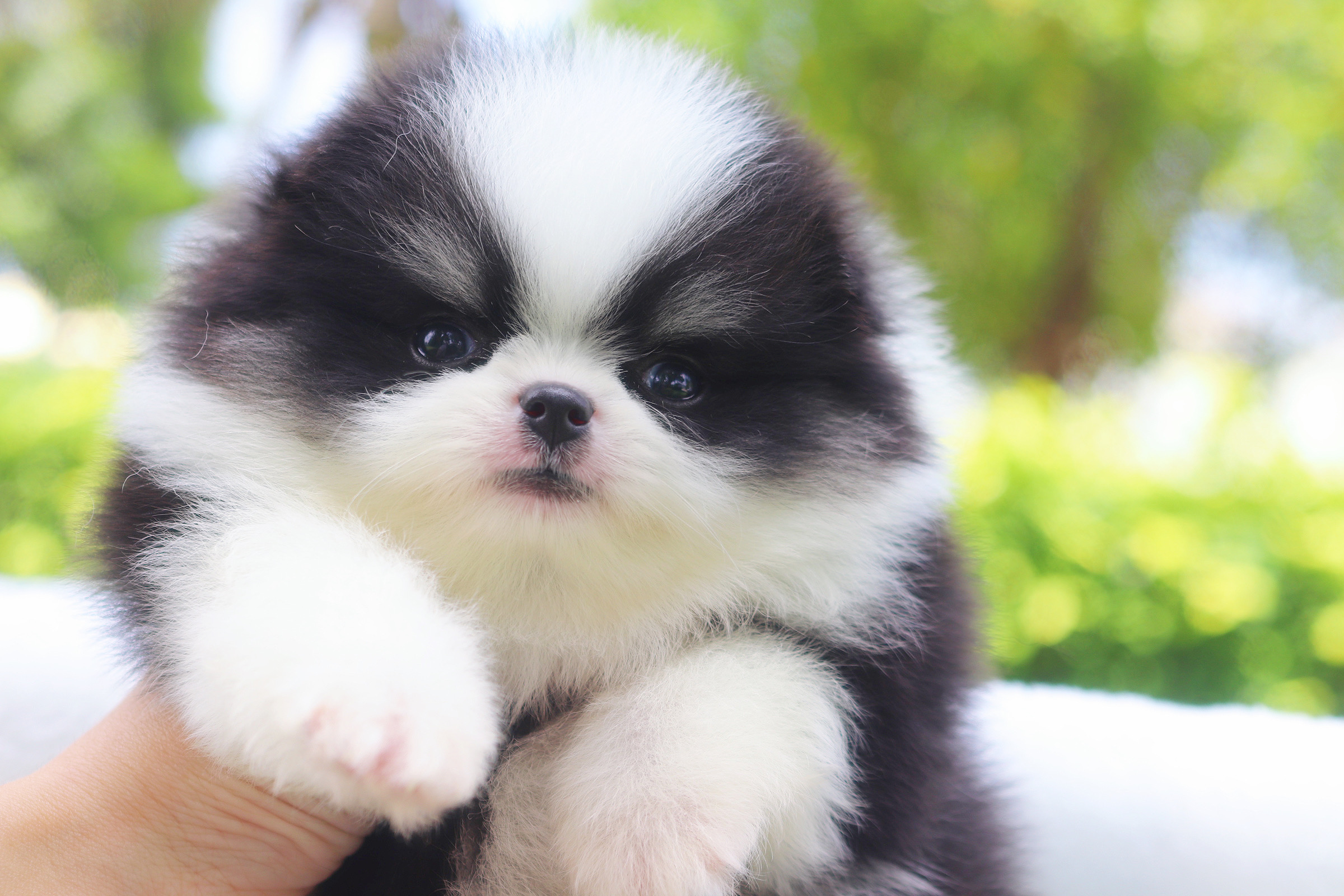 ปอมเมอเรเนียน เพศผู้ สีไตรคัลเลอร์ เกรดโชว์