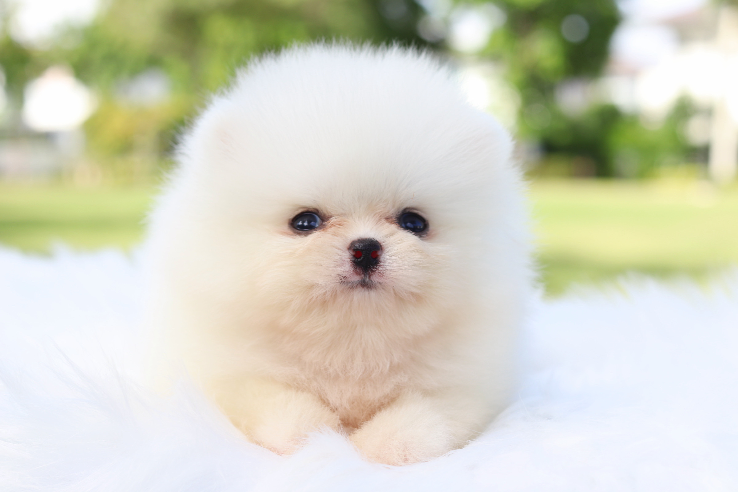 ปอมเมอเรเนียน เพศผู้สีขาวครีม เกรดโชว์