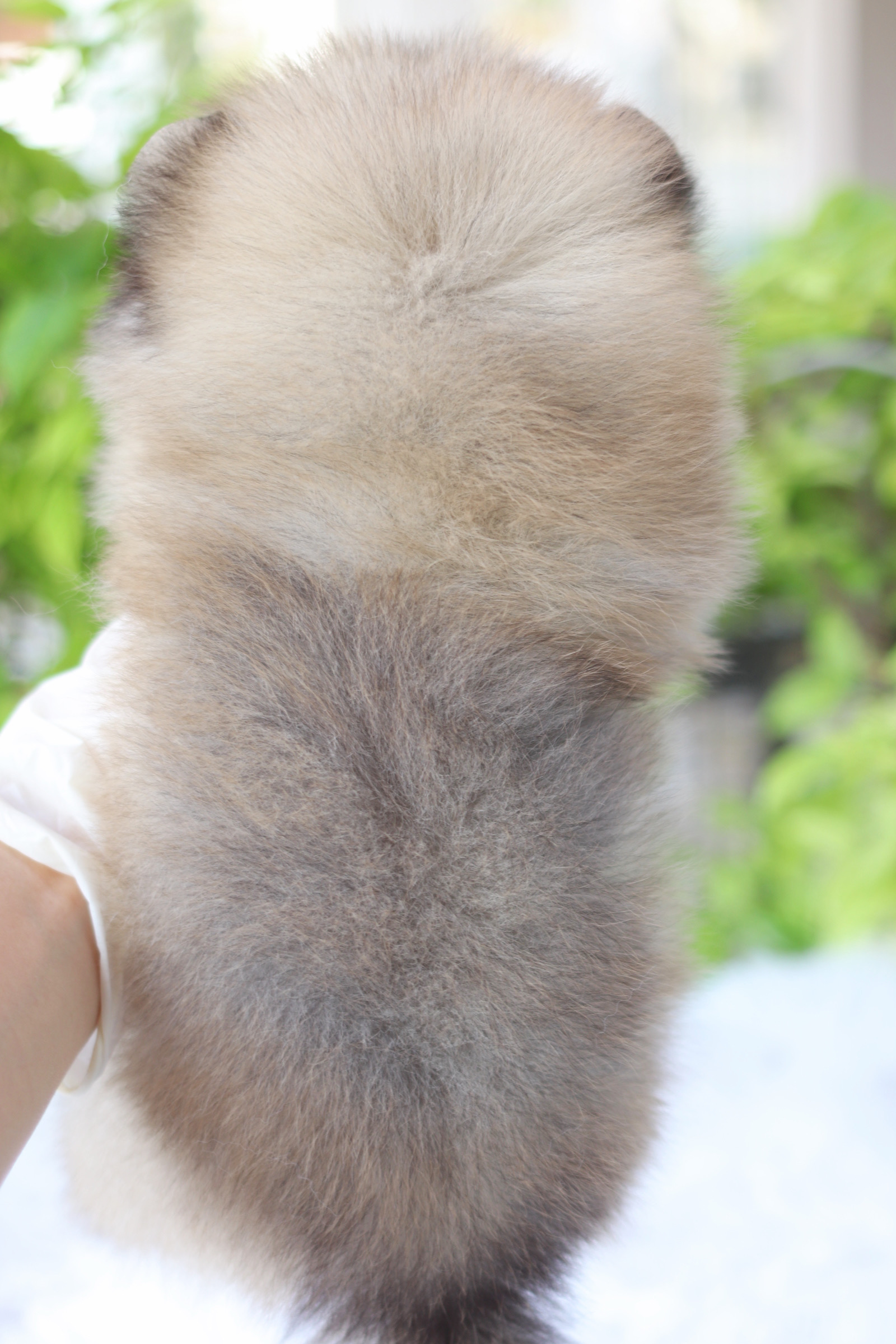 ปอมเมอเรเนียน เพศเมีย สีส้ม