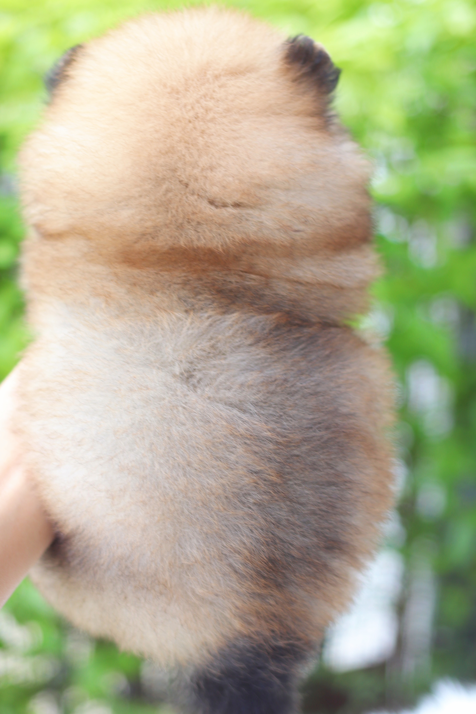 ปอมเมอเรเนียน เพศเมียสีส้ม