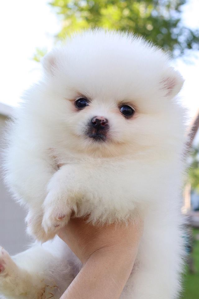 ปอมเมอเรเนียน เพศเมีย