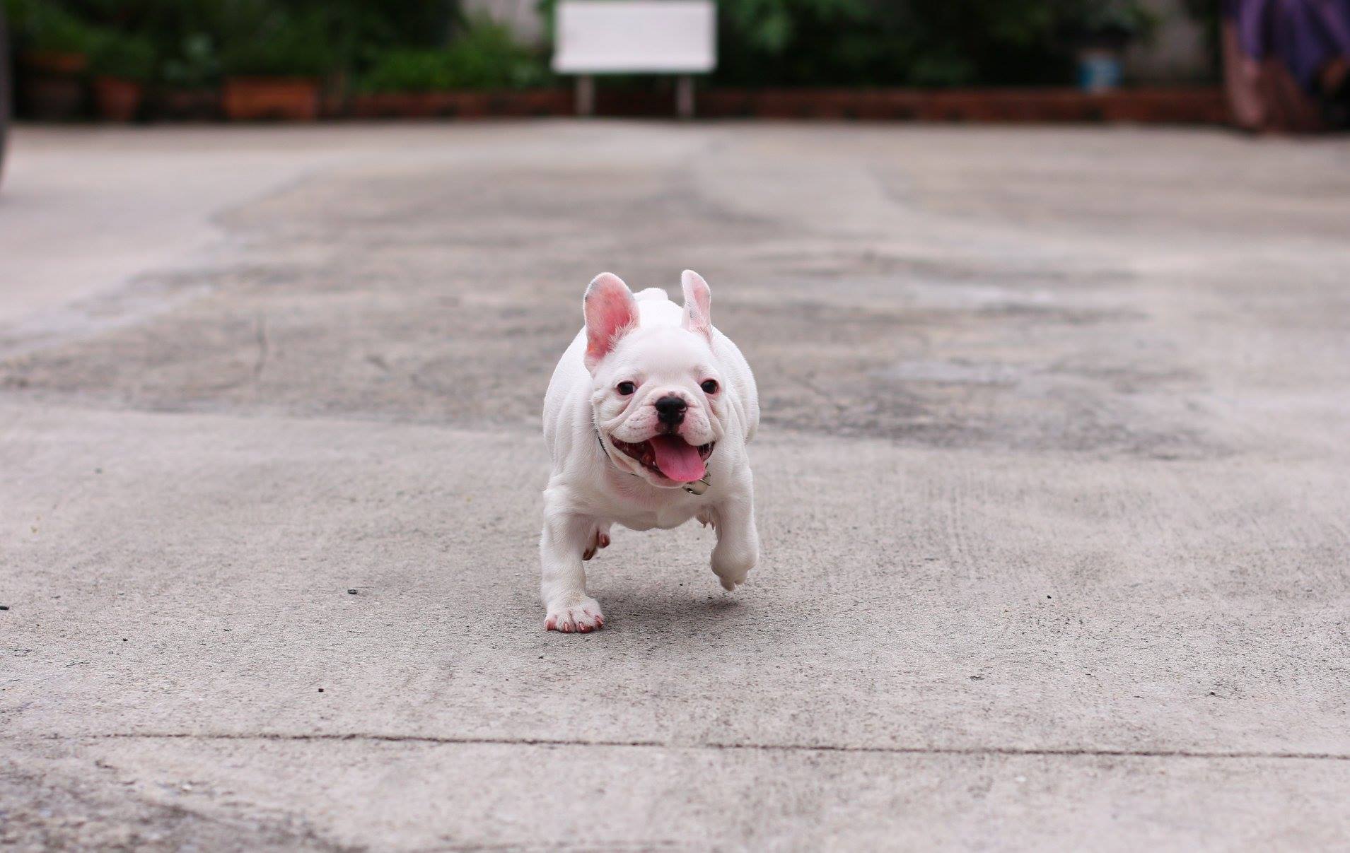 น้องโมโจ เฟรนช์บูลด็อก สีขาว ตัวผู้ หน้าตาสวย