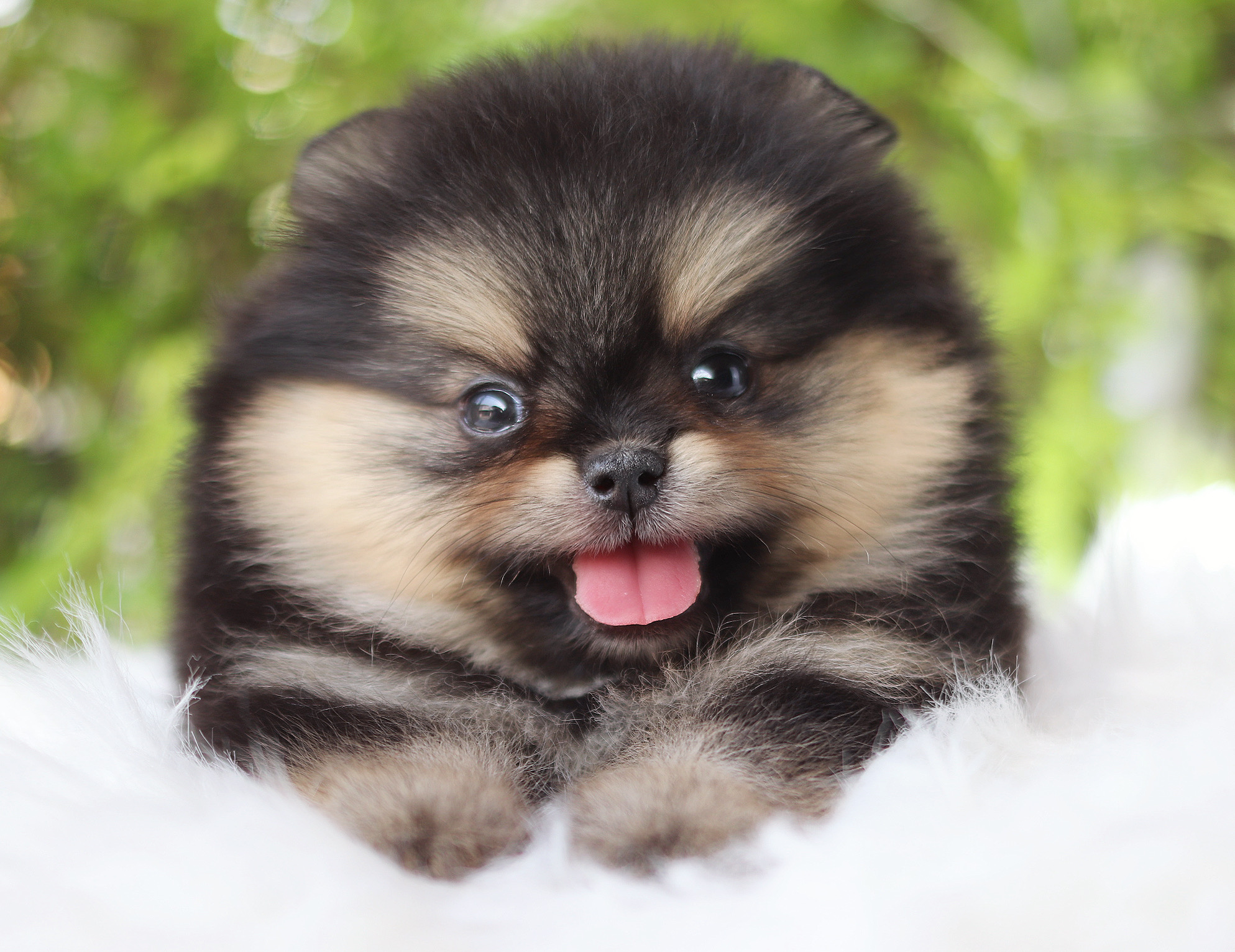 ปอมเมอเรเนียน เพศผู้ สีแบล็คแทน เกรดโชว์