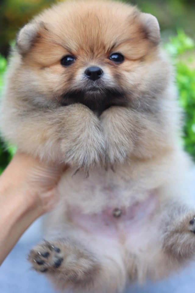 ปอมเมอเรเนียน เพศผู้