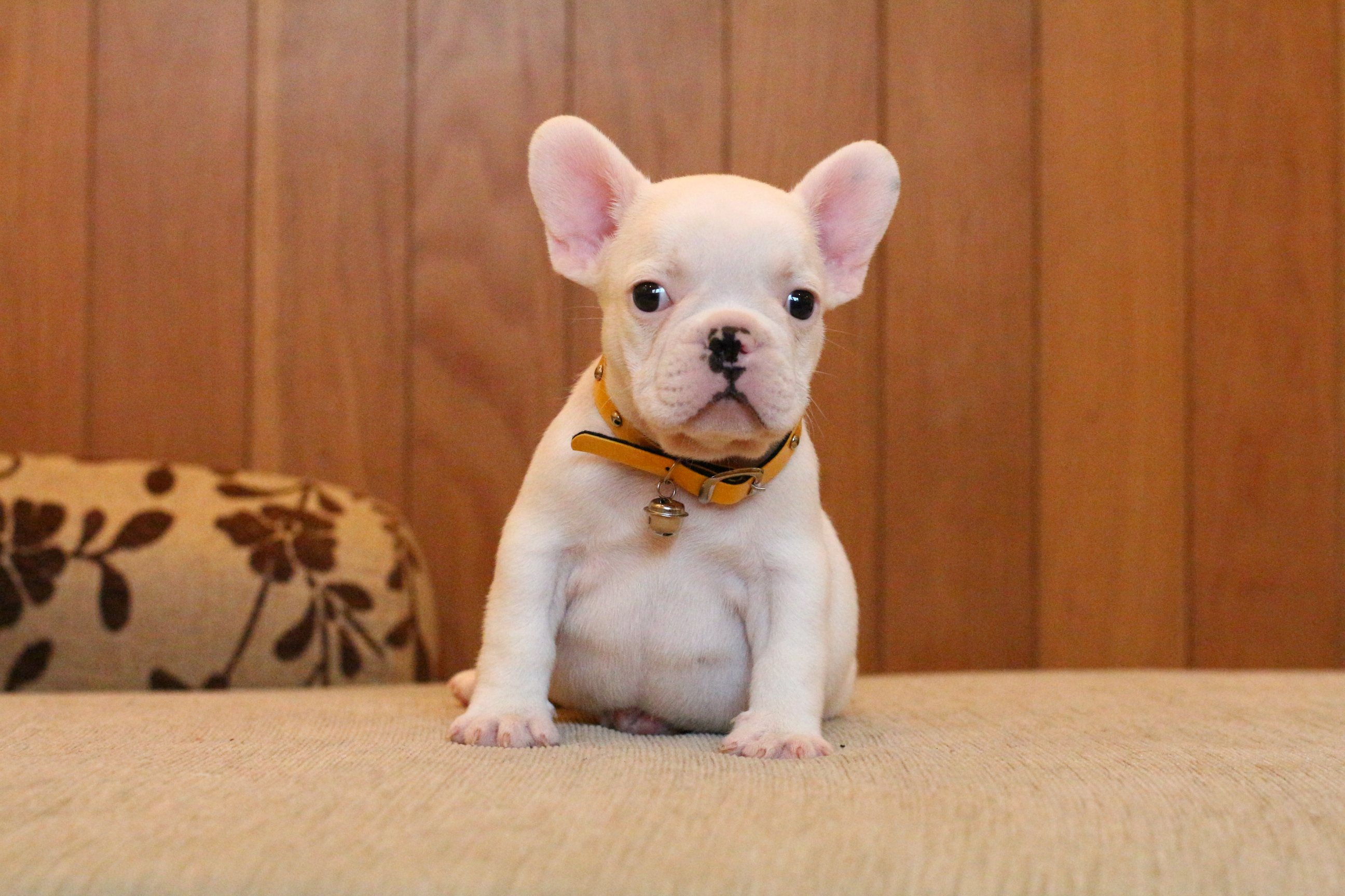 เด็กชายอู้ฟู่ สีขาว หน้าตาน่ารัก สายตาอ้อนๆ